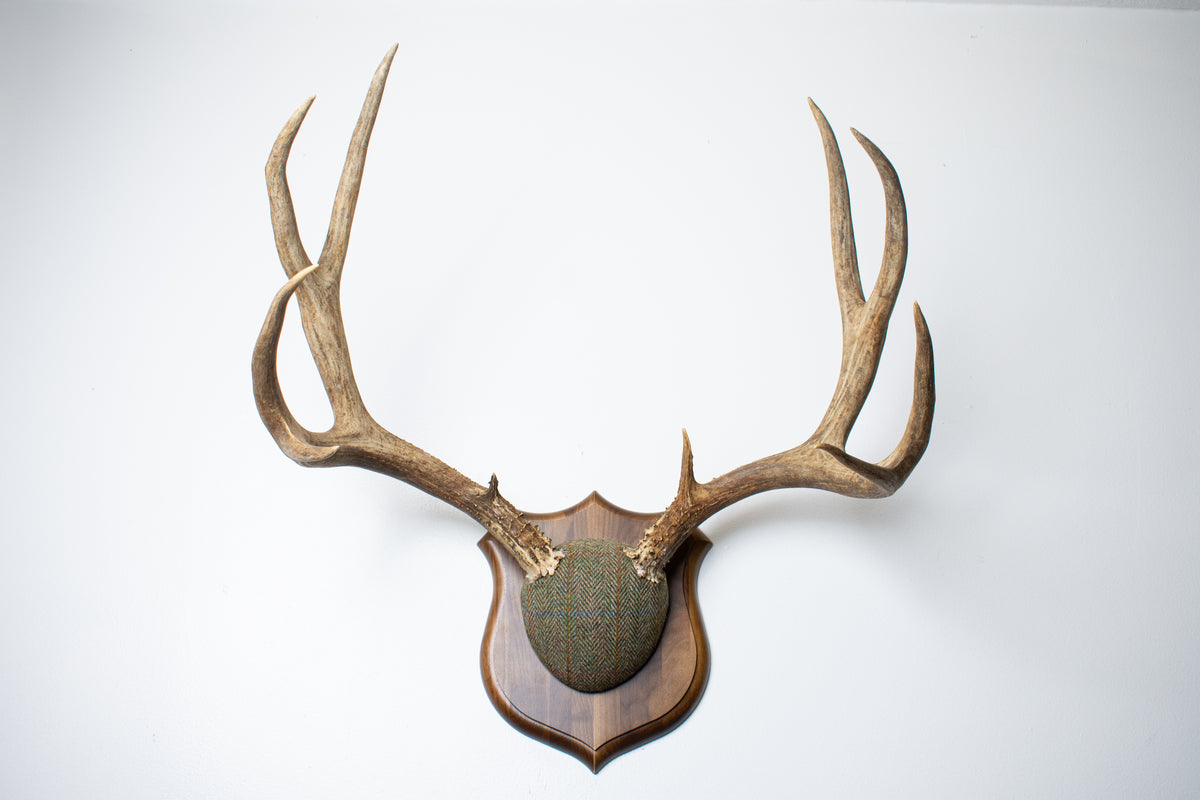 Mule Deer Antler Mount | Green Herringbone Tweed | 62