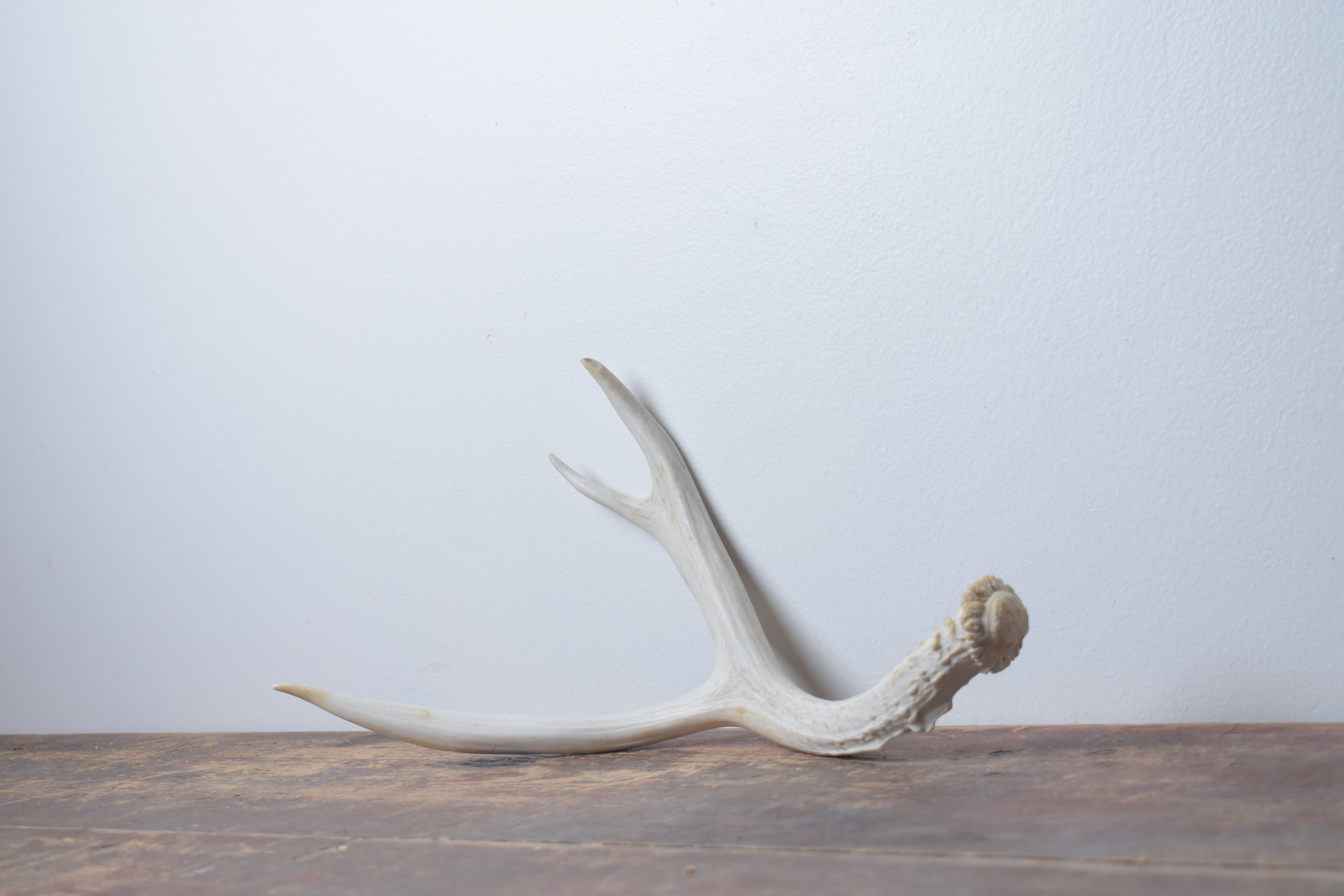 Mule Deer Antler | Medium Size | 41