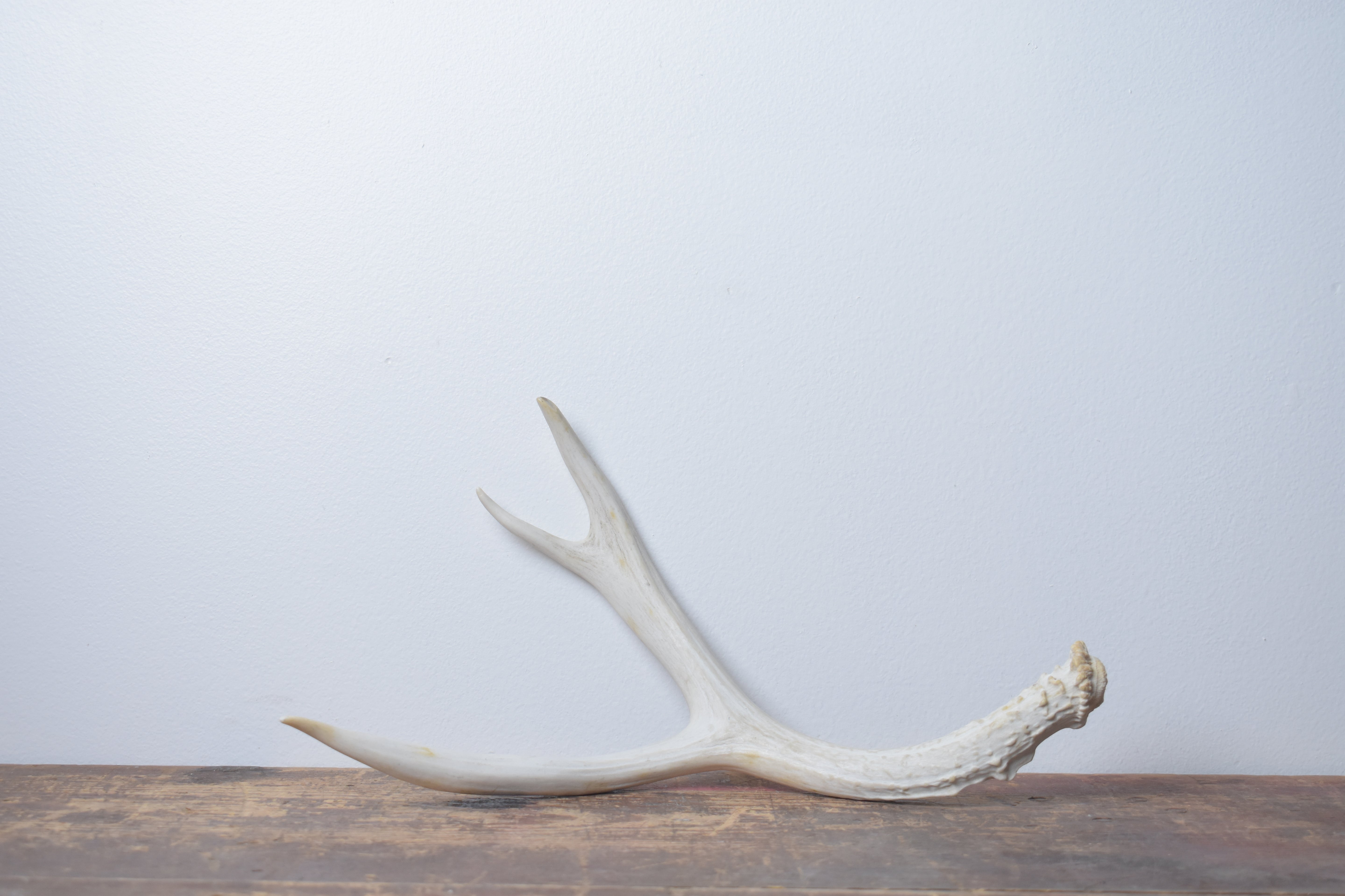 Mule Deer Antler | 41
