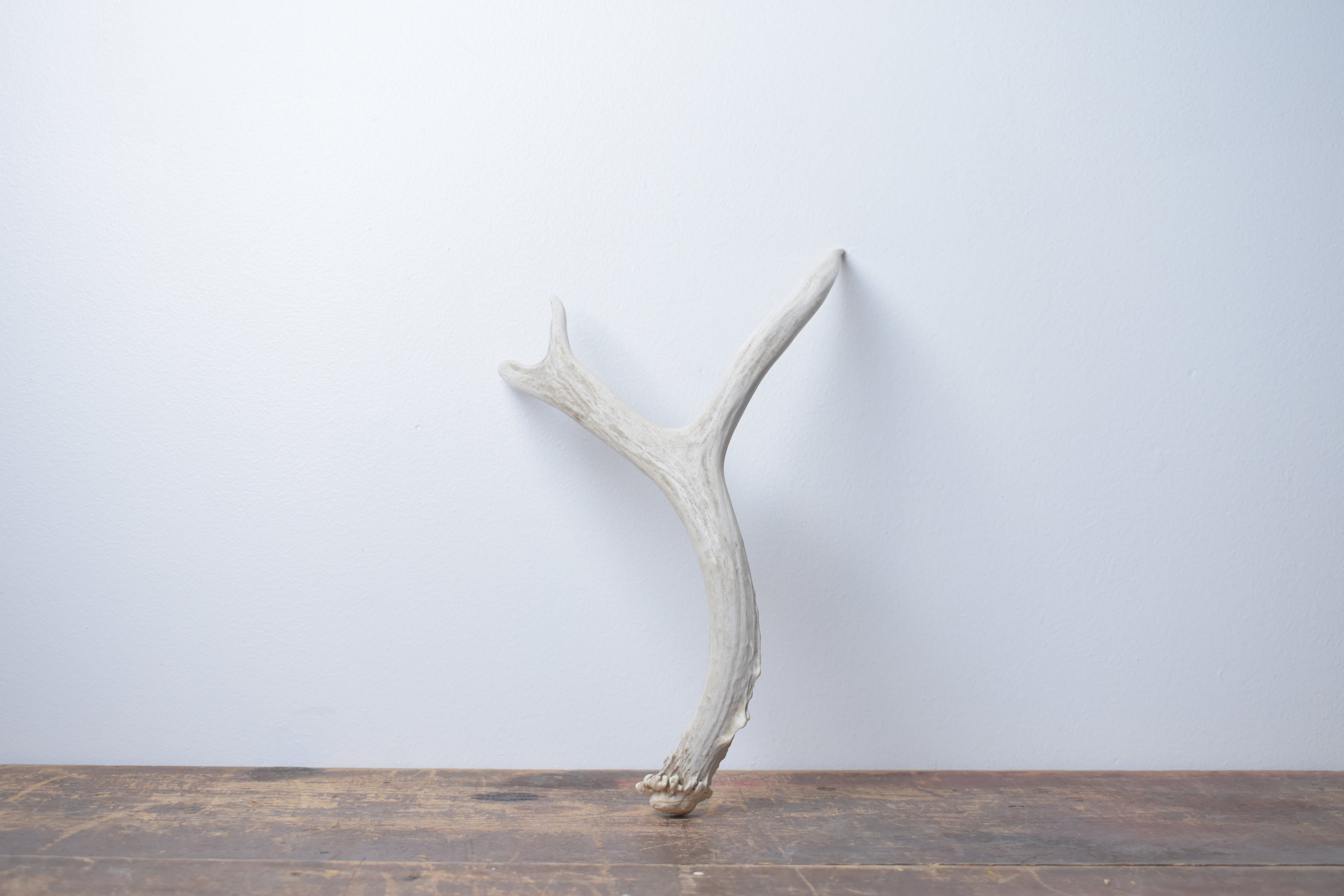 Mule Deer Antler | Medium Size | 41