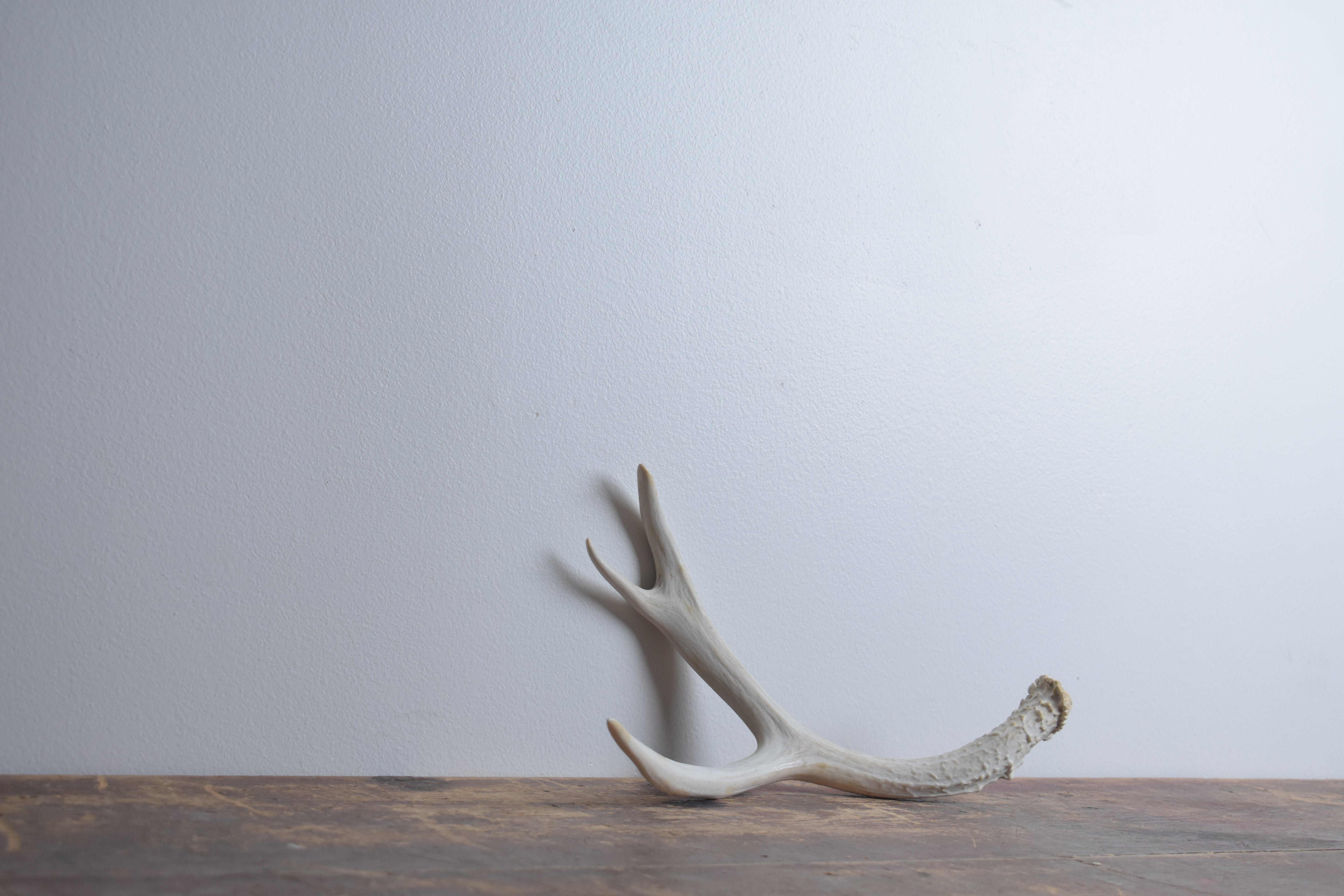 Mule Deer Antler | Medium Size | 41