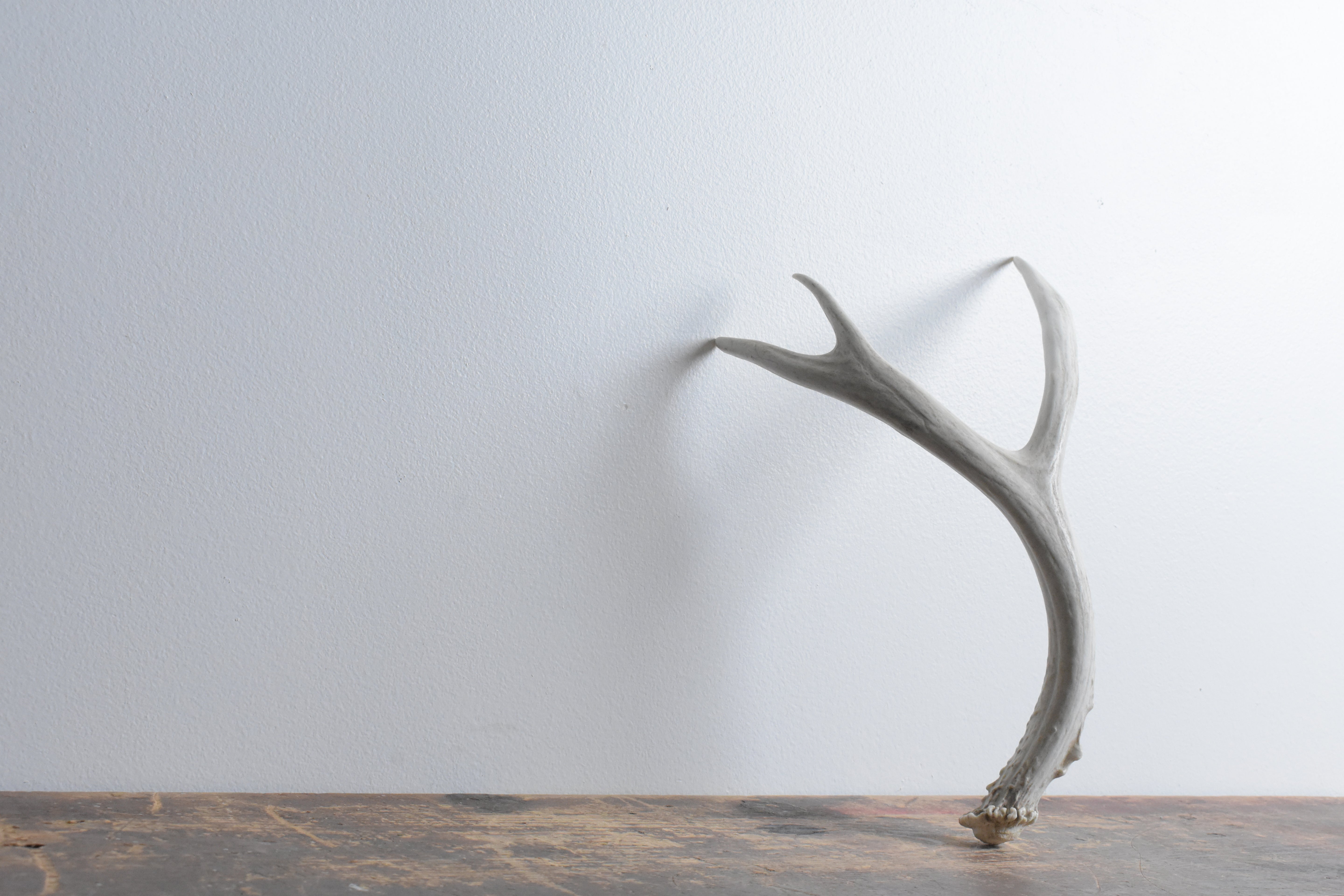 Mule Deer Antler | Medium Size | 41