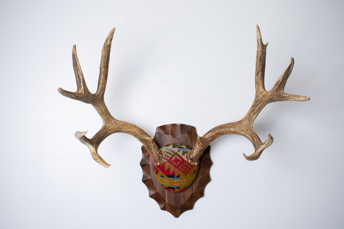 Mule Deer Antler Mount | Canyon | 23