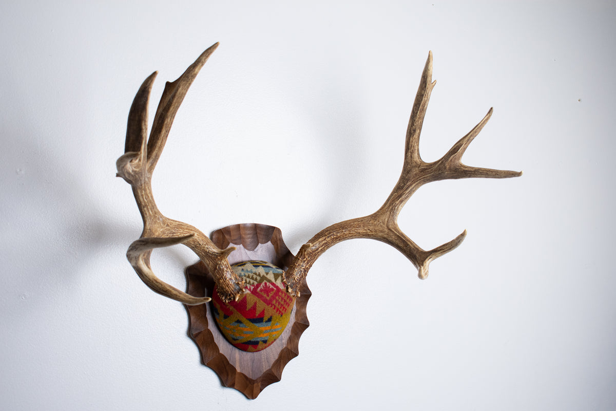 Mule Deer Antler Mount | Canyon | 23