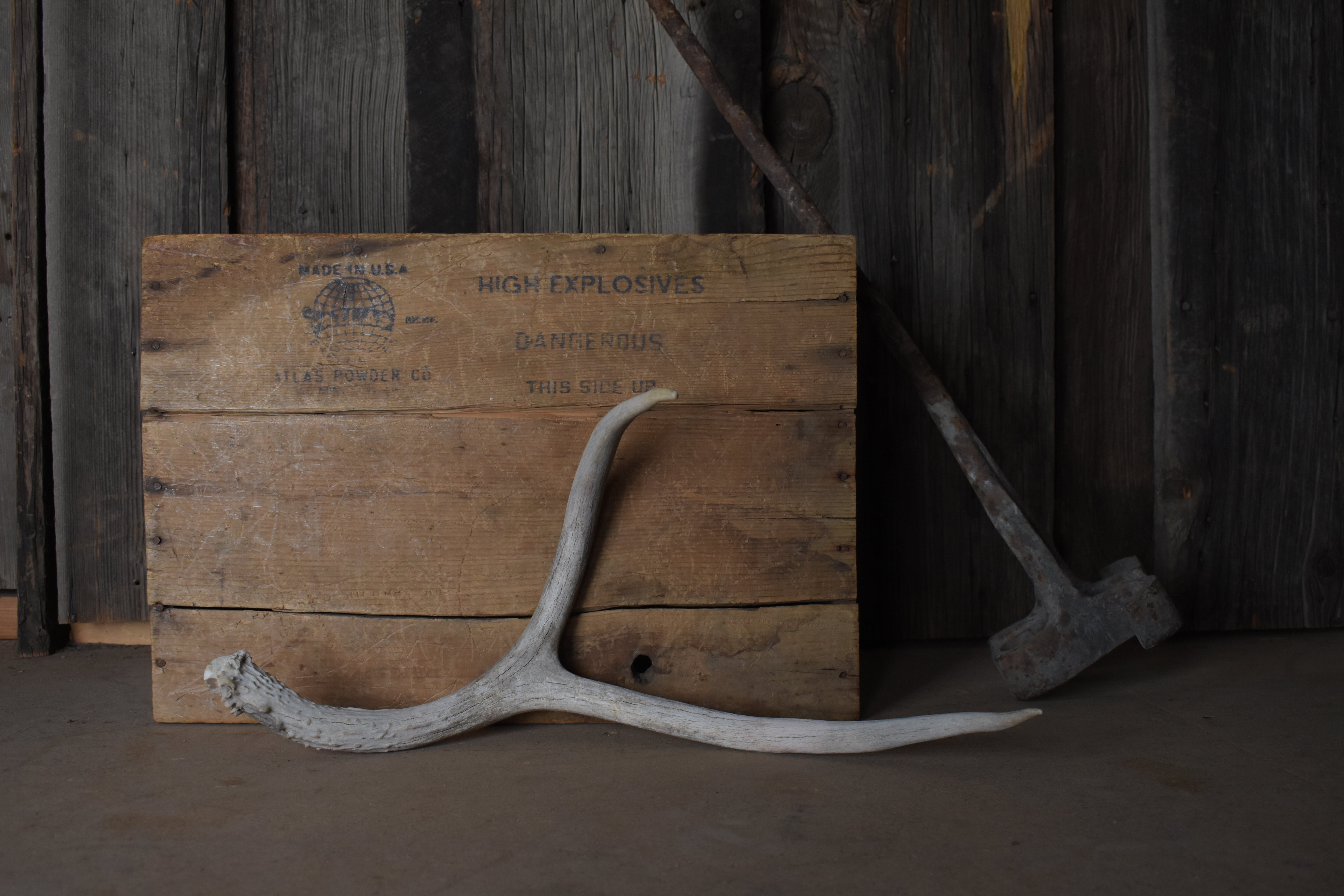 Mule Deer Antler | 45