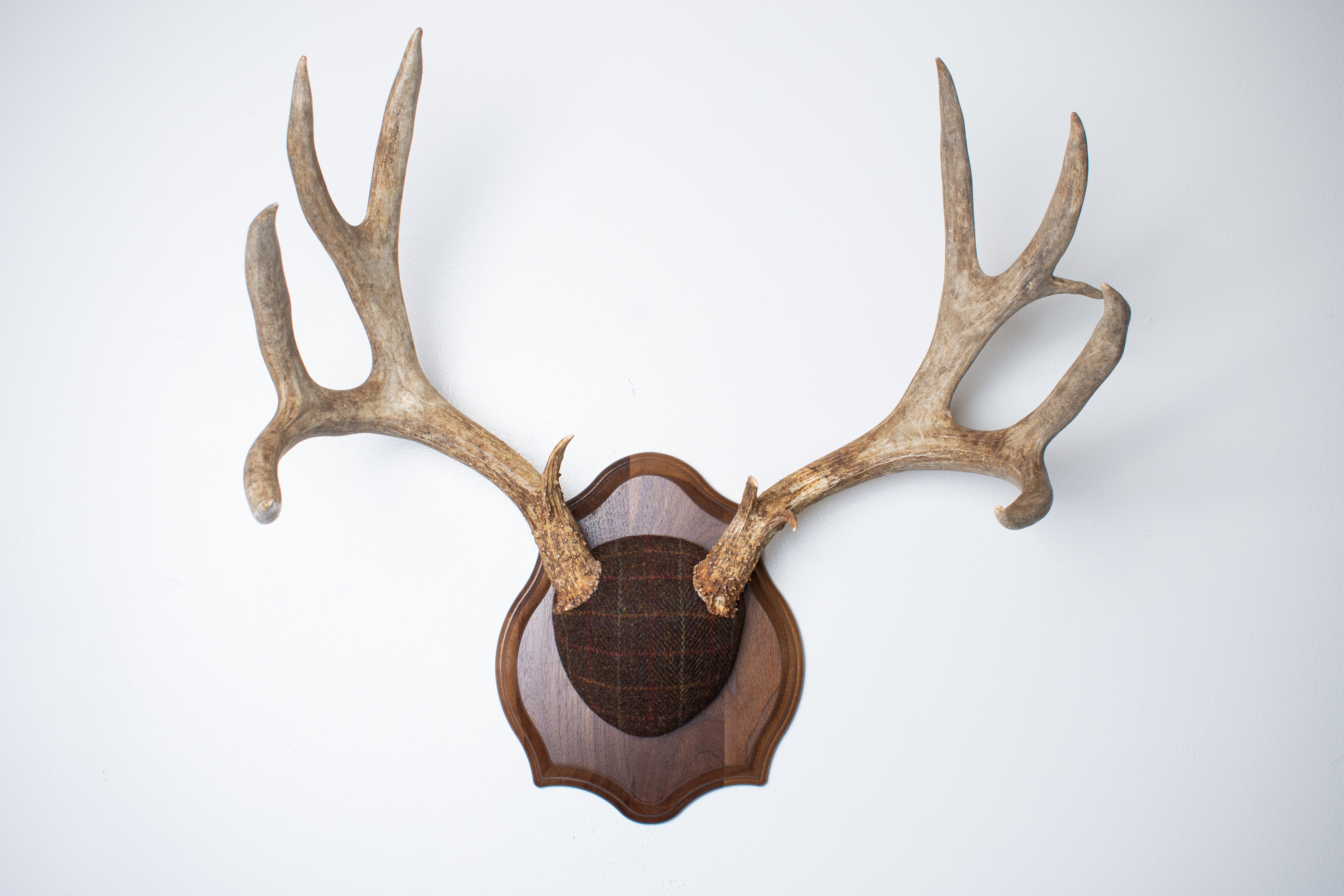 Mule Deer Antler Mount | Brown with Red and Rust Overcheck | 63