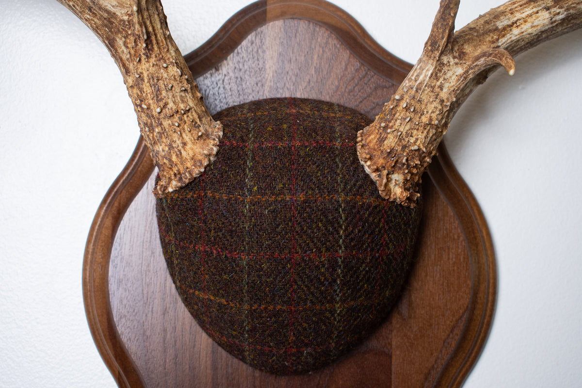 Mule Deer Antler Mount | Brown with Red and Rust Overcheck | 63