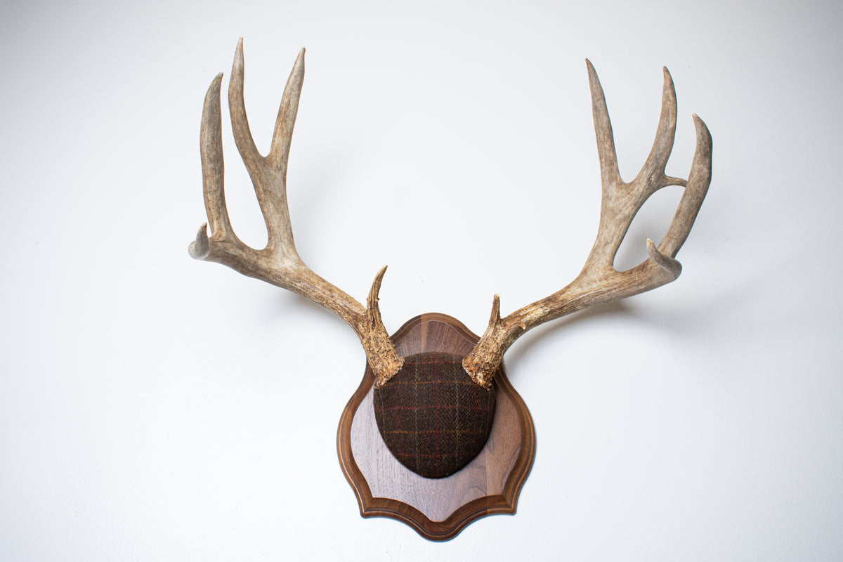 Mule Deer Antler Mount | Brown with Red and Rust Overcheck | 63