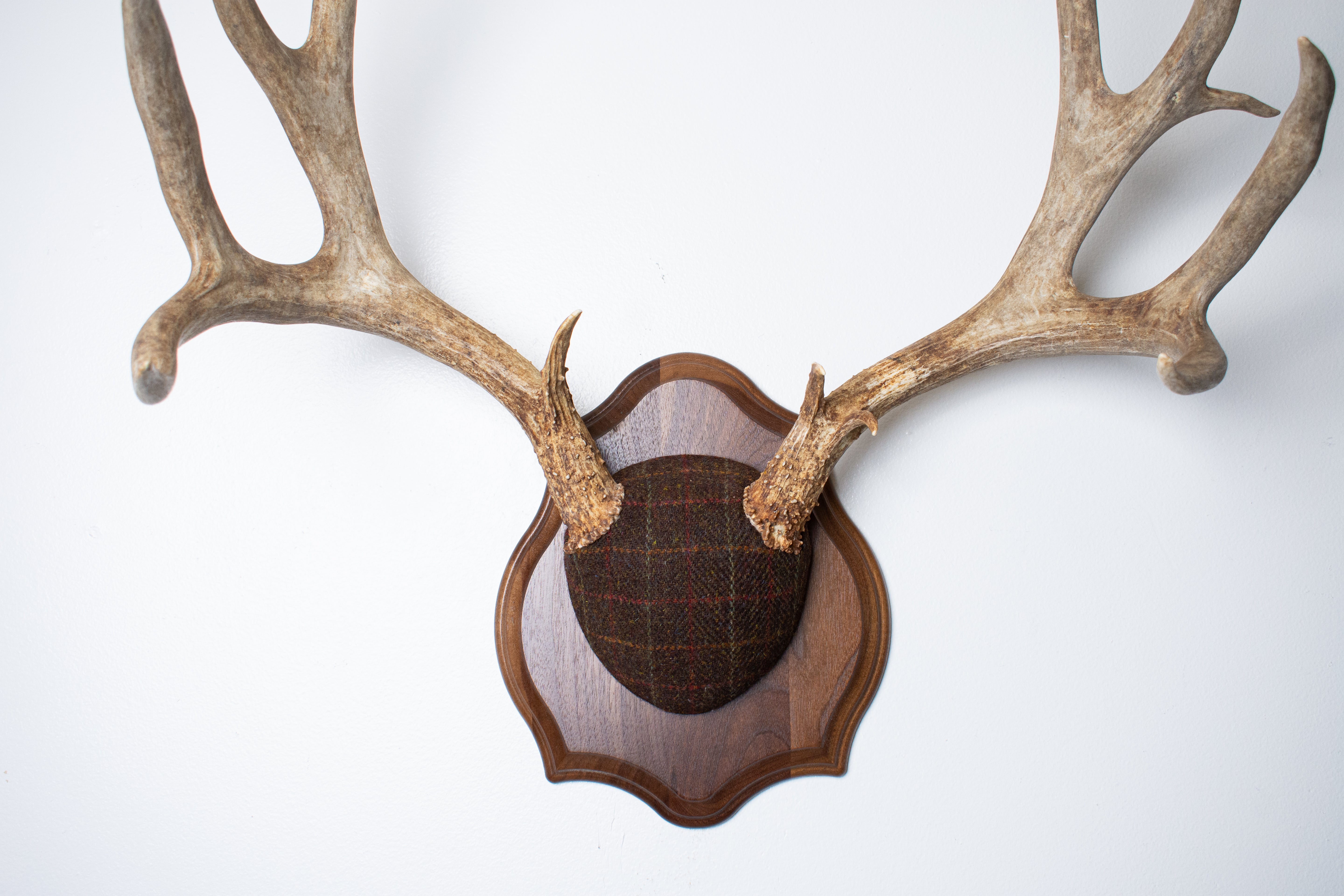 Mule Deer Antler Mount | Brown with Red and Rust Overcheck | 63