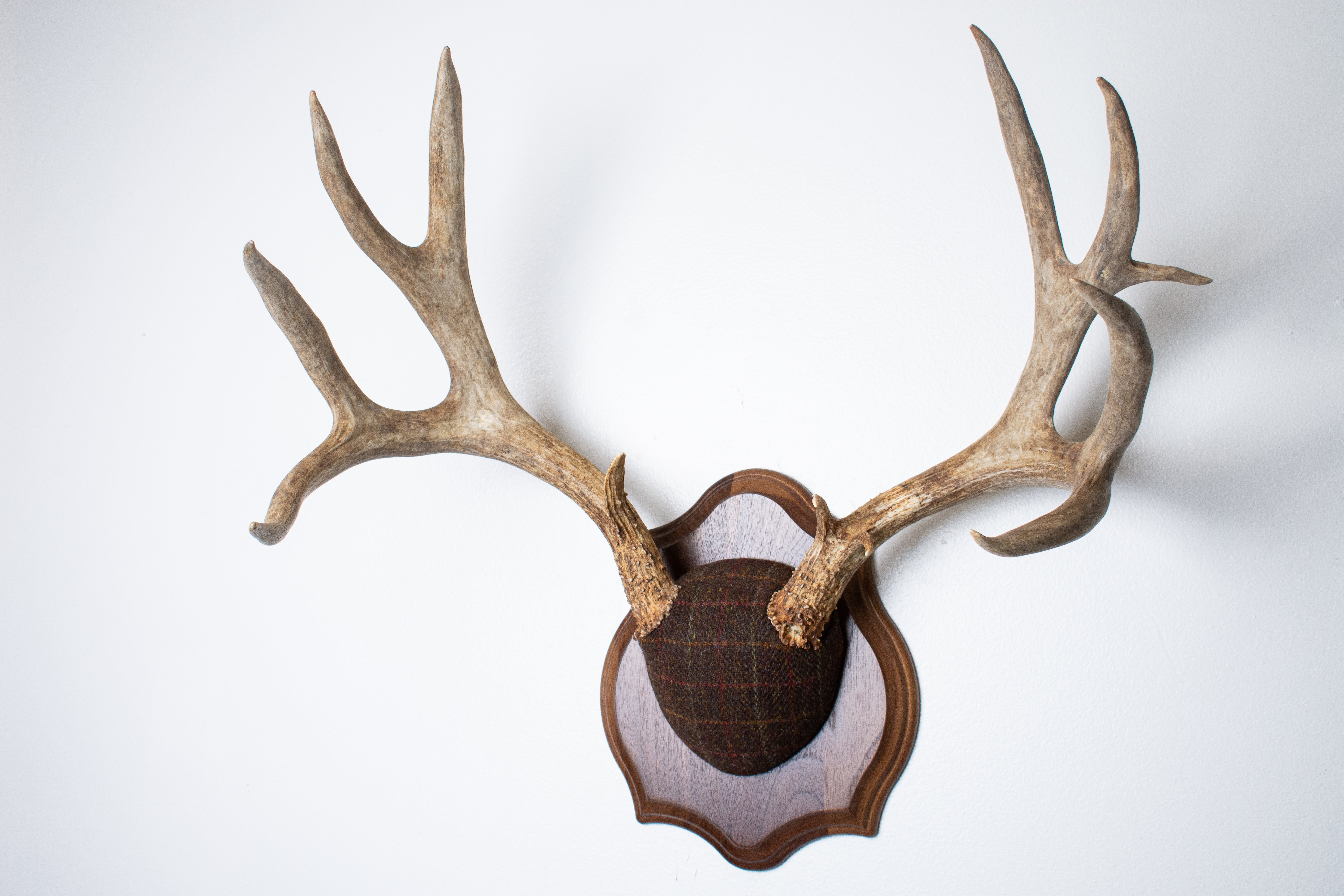 Mule Deer Antler Mount | Brown with Red and Rust Overcheck | 63
