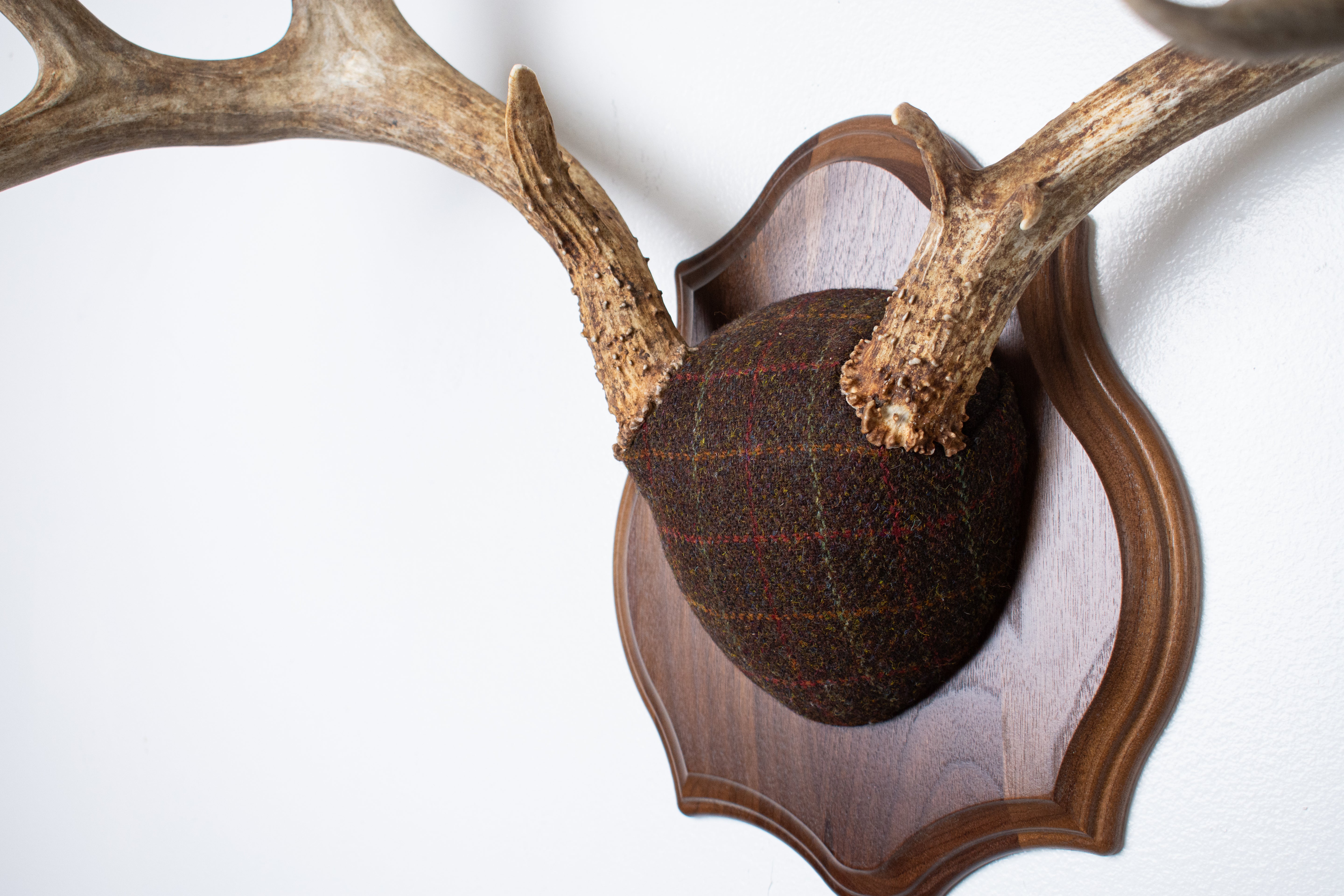 Mule Deer Antler Mount | Brown with Red and Rust Overcheck | 63
