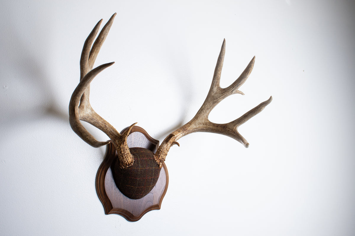 Mule Deer Antler Mount | Brown with Red and Rust Overcheck | 63