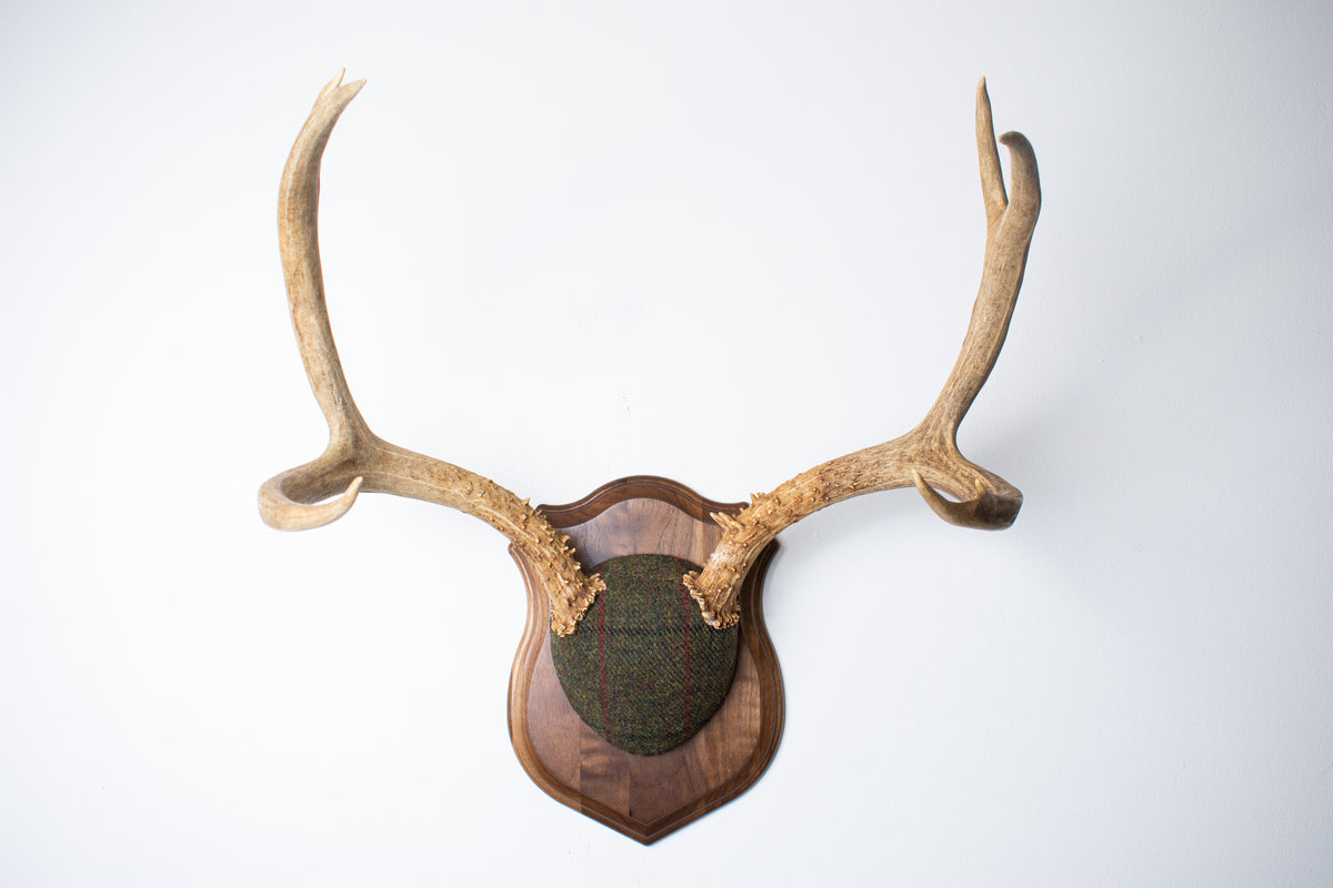 Mule Deer Antler Mount | Green mix with Black and Red Overcheck | 64