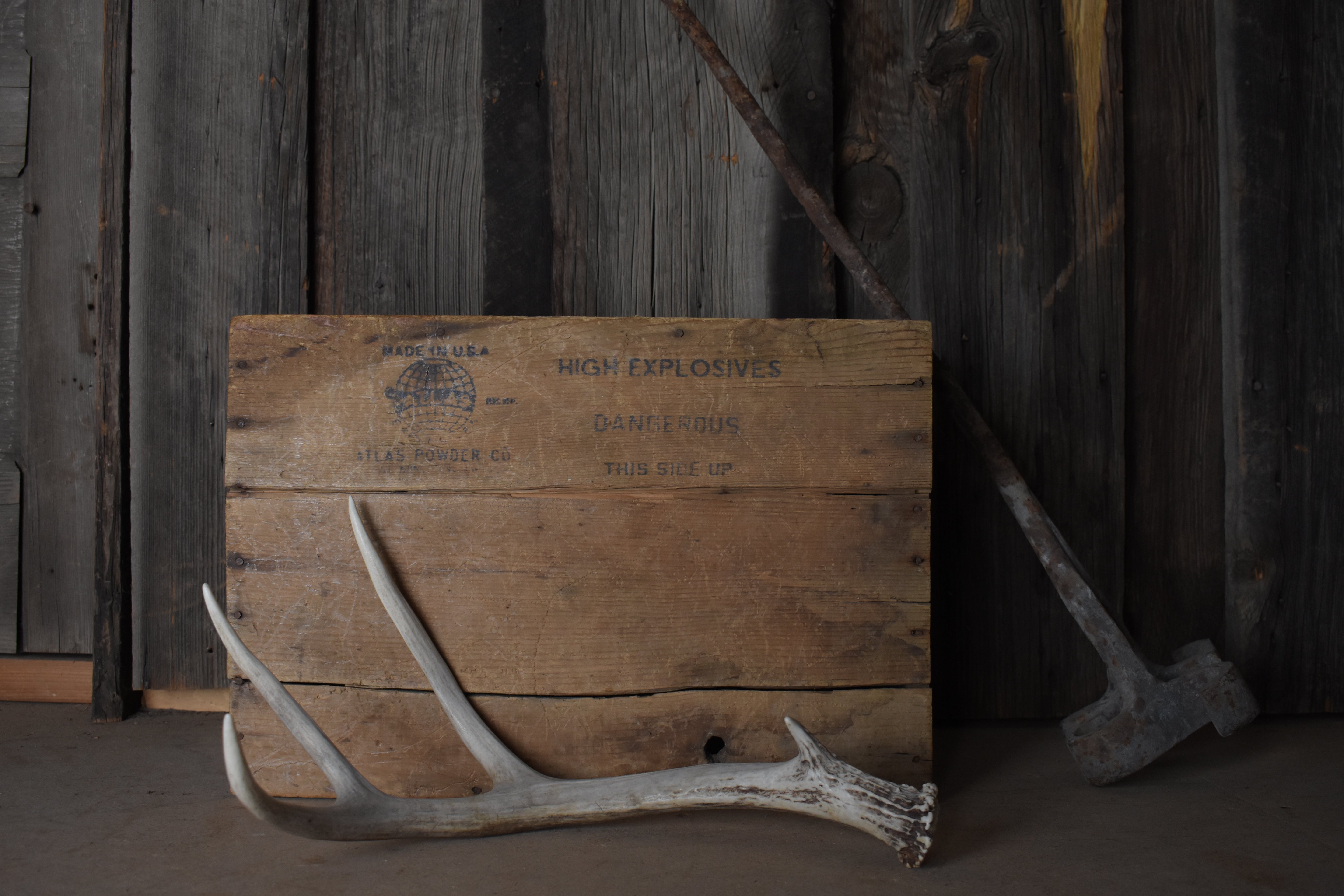 Mule Deer Antler | 42