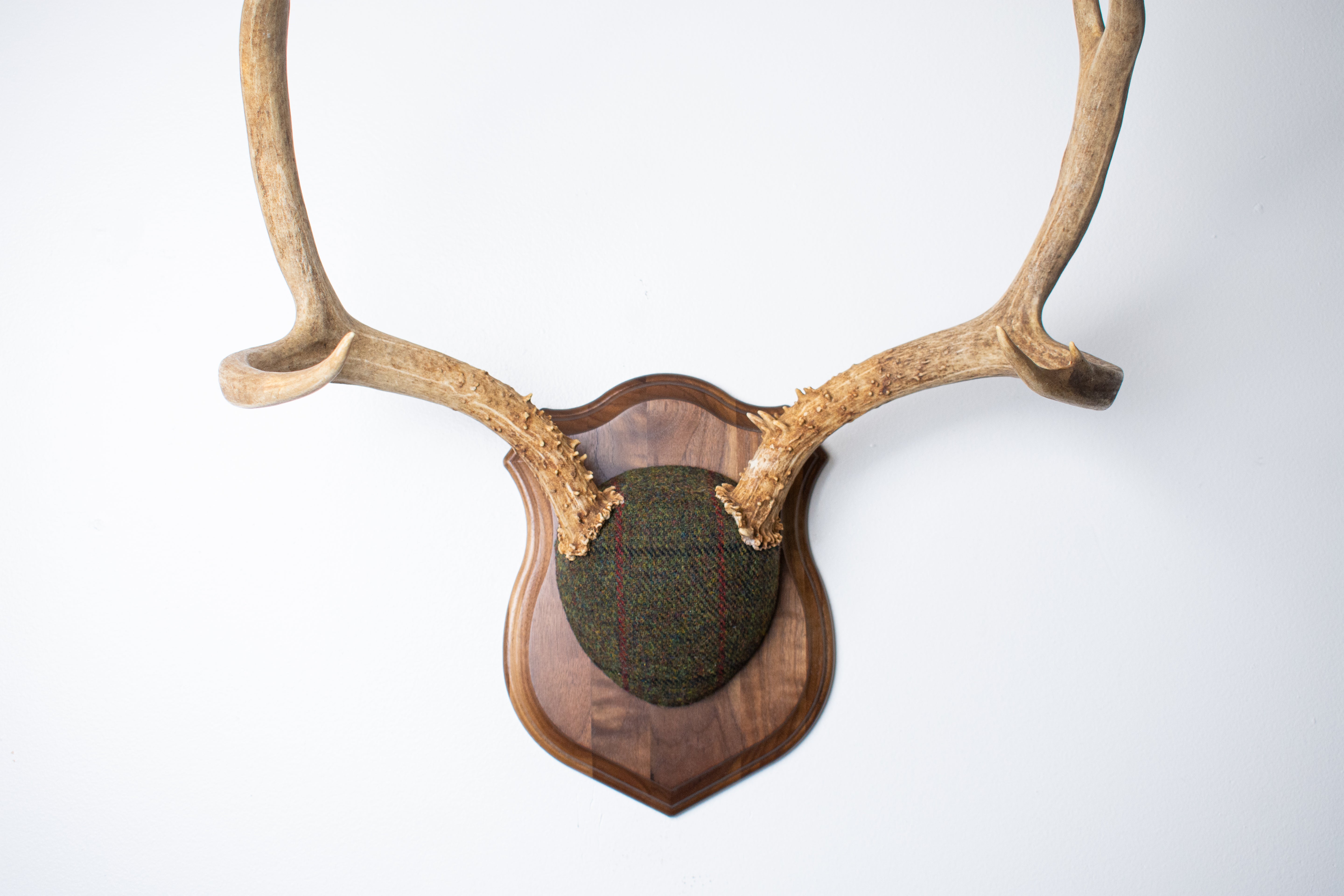 Mule Deer Antler Mount | Green mix with Black and Red Overcheck | 64