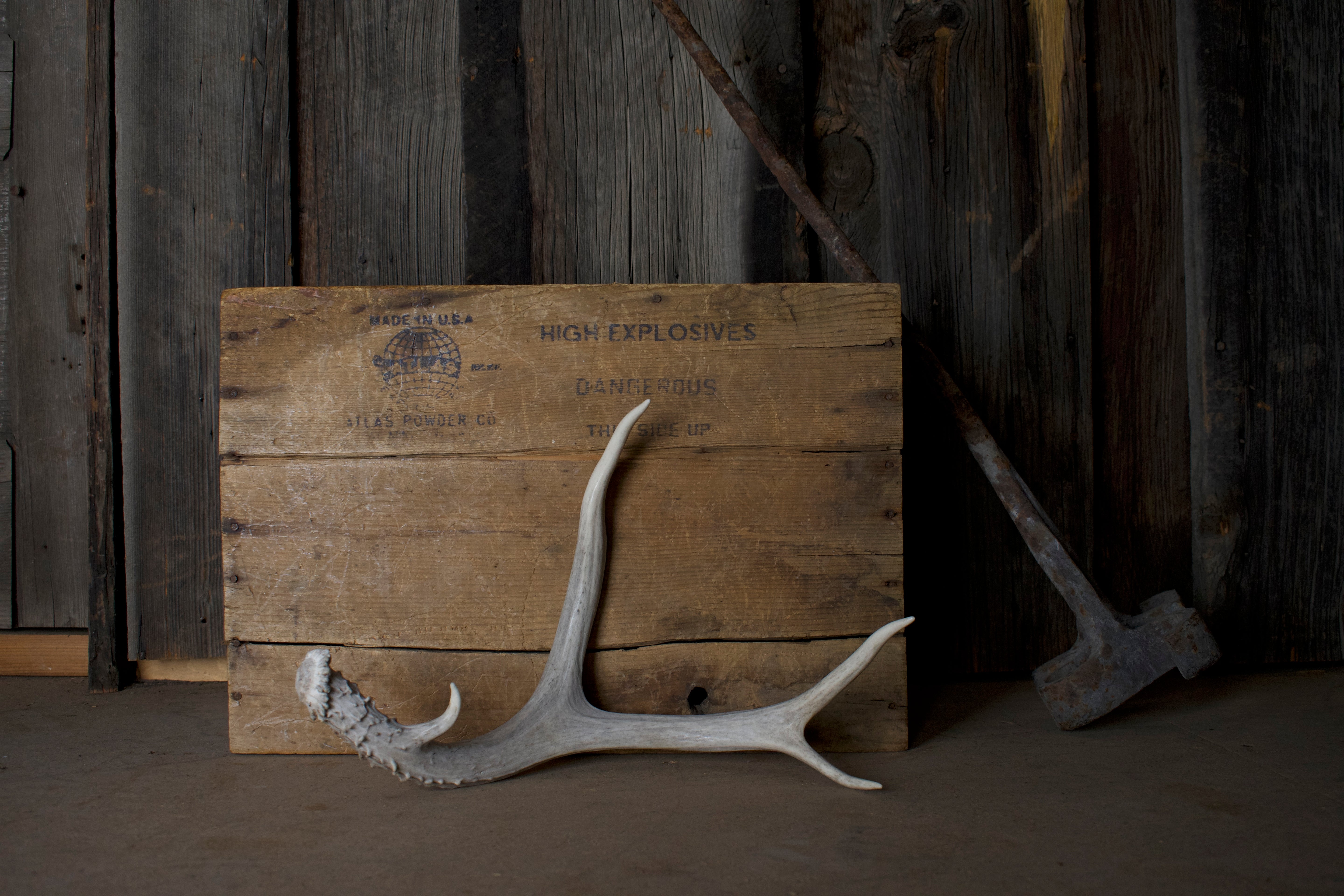 Mule Deer Antler | 52