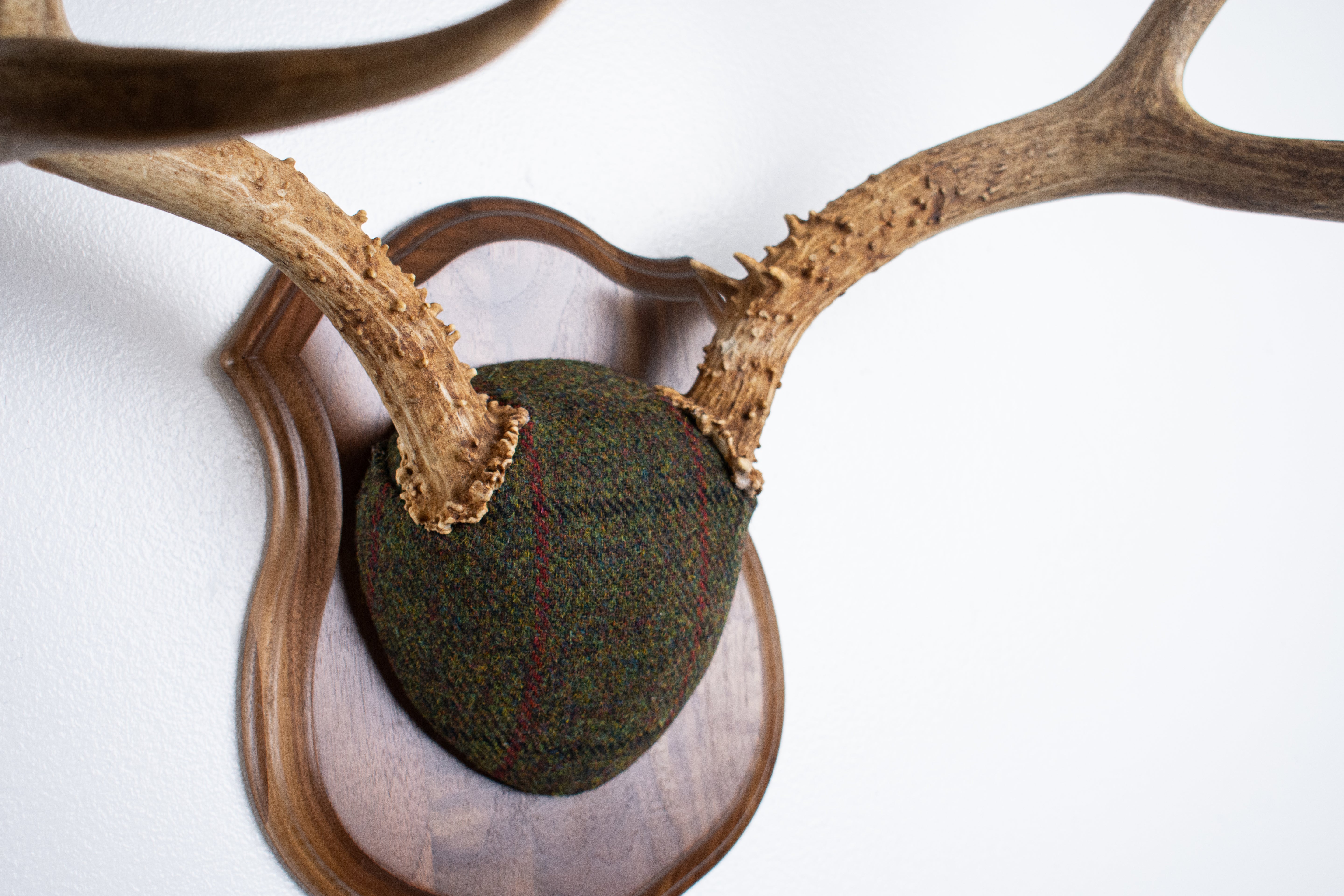 Mule Deer Antler Mount | Green mix with Black and Red Overcheck | 64