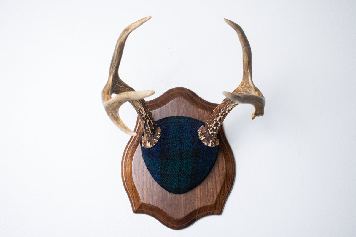 Blacktail Deer Antler Mount | Black Watch Tartan | 65