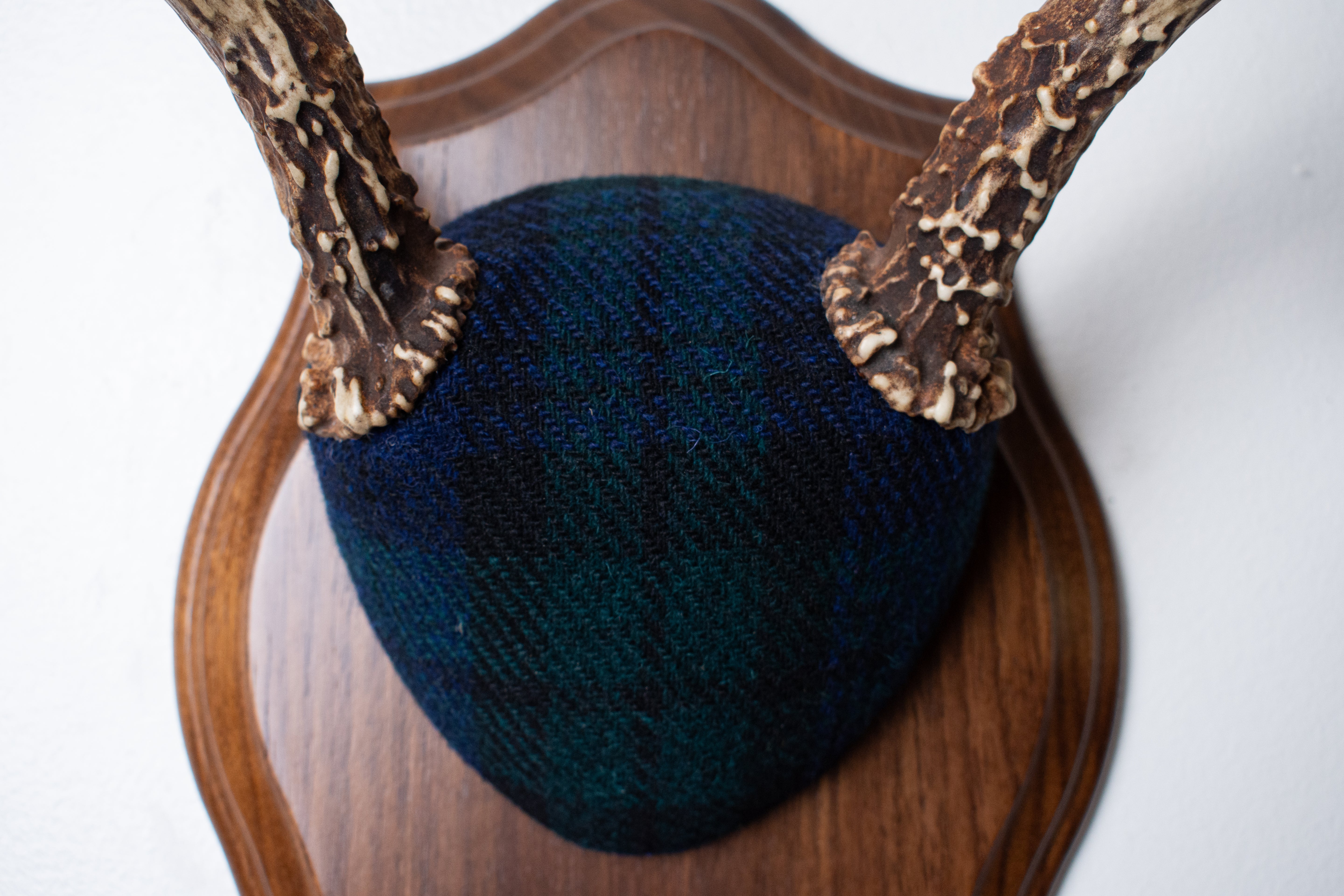 Blacktail Deer Antler Mount | Black Watch Tartan | 65