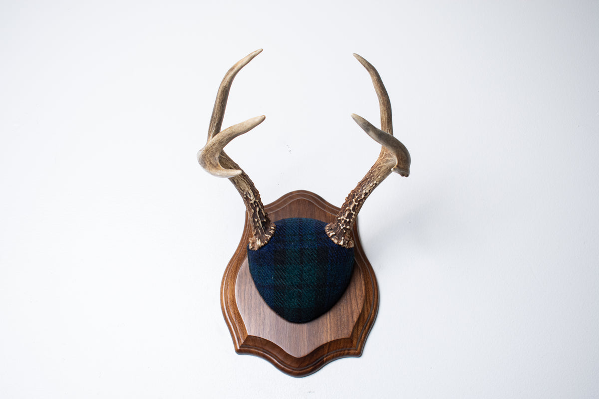 Blacktail Deer Antler Mount | Black Watch Tartan | 65