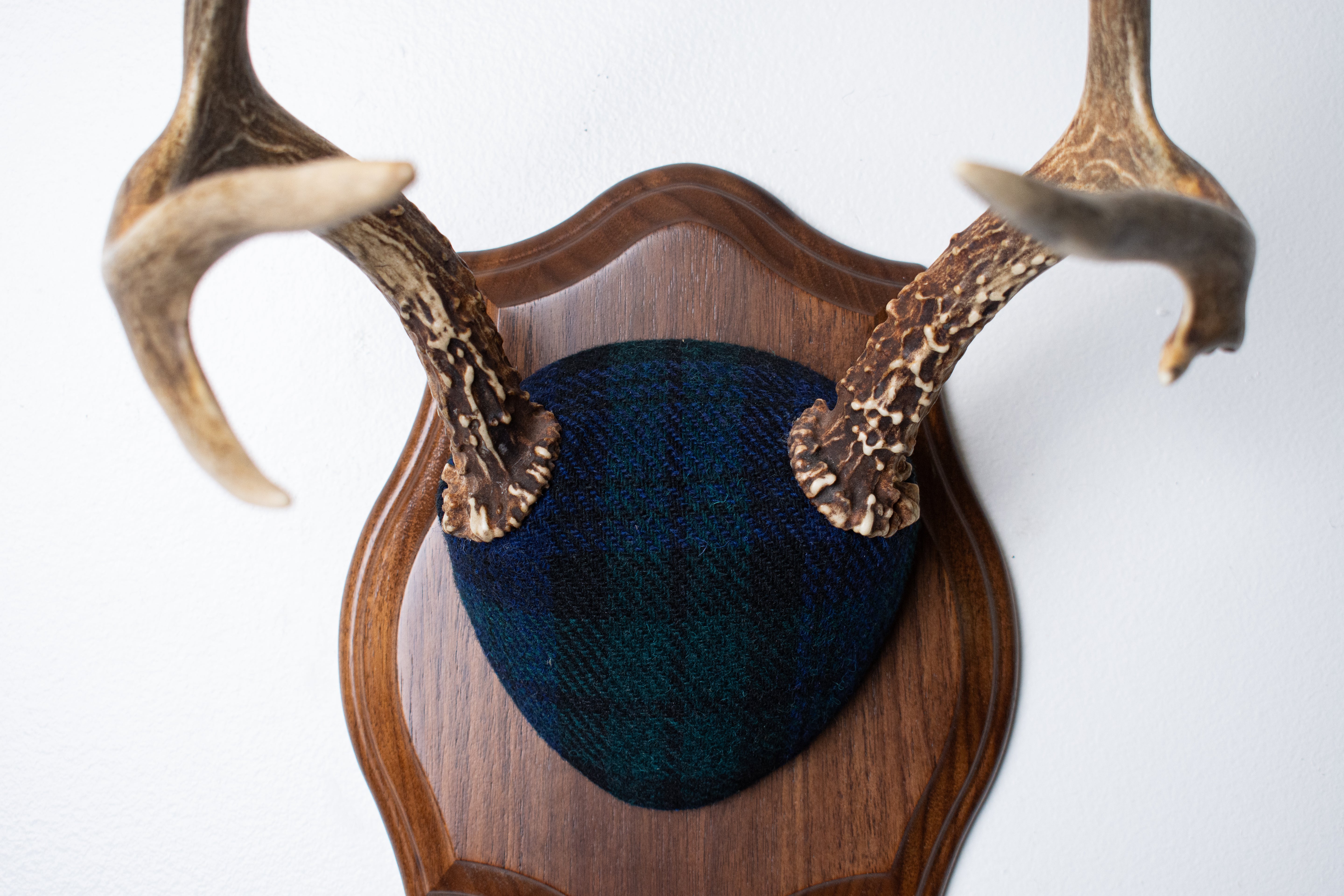 Blacktail Deer Antler Mount | Black Watch Tartan | 65