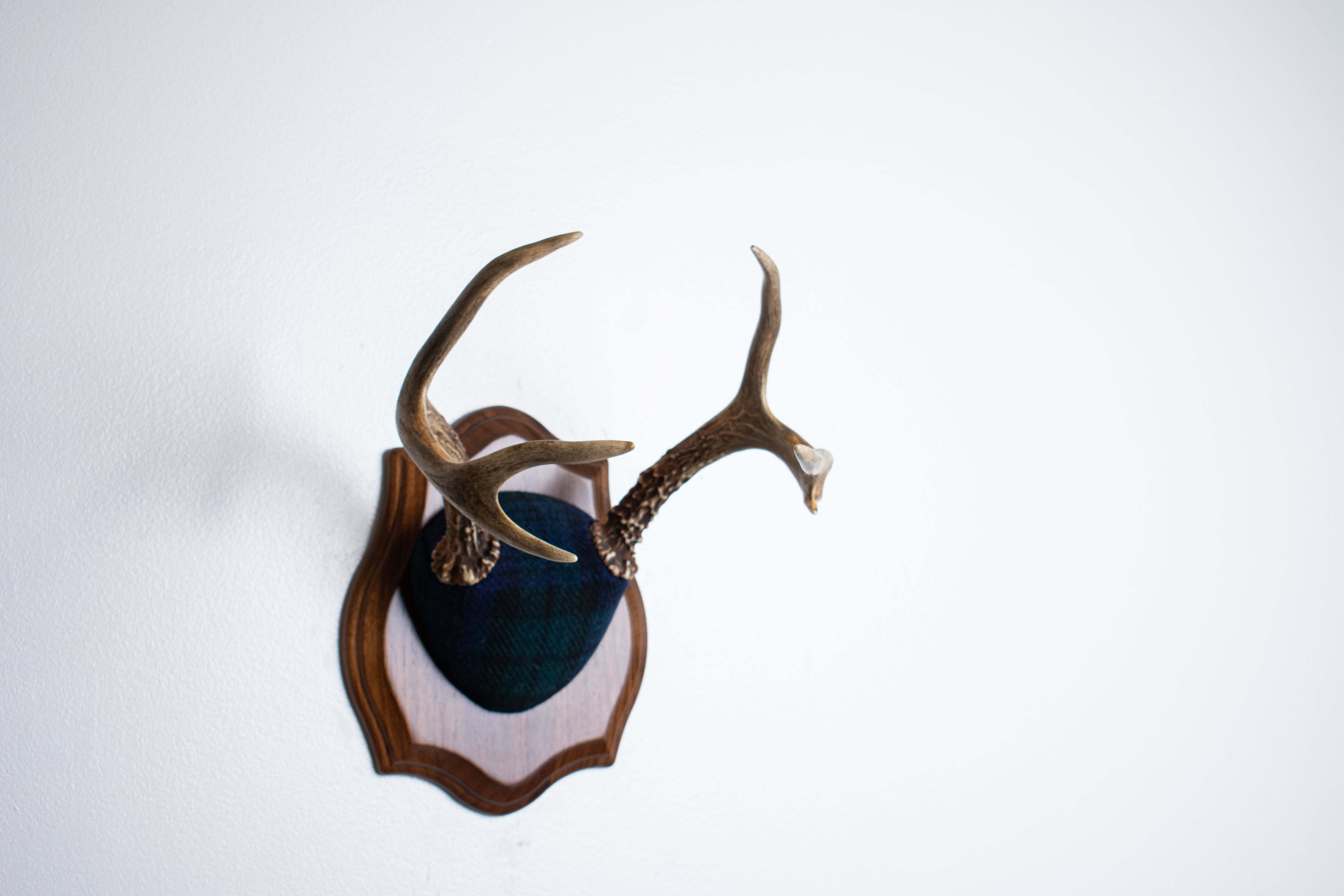 Blacktail Deer Antler Mount | Black Watch Tartan | 65