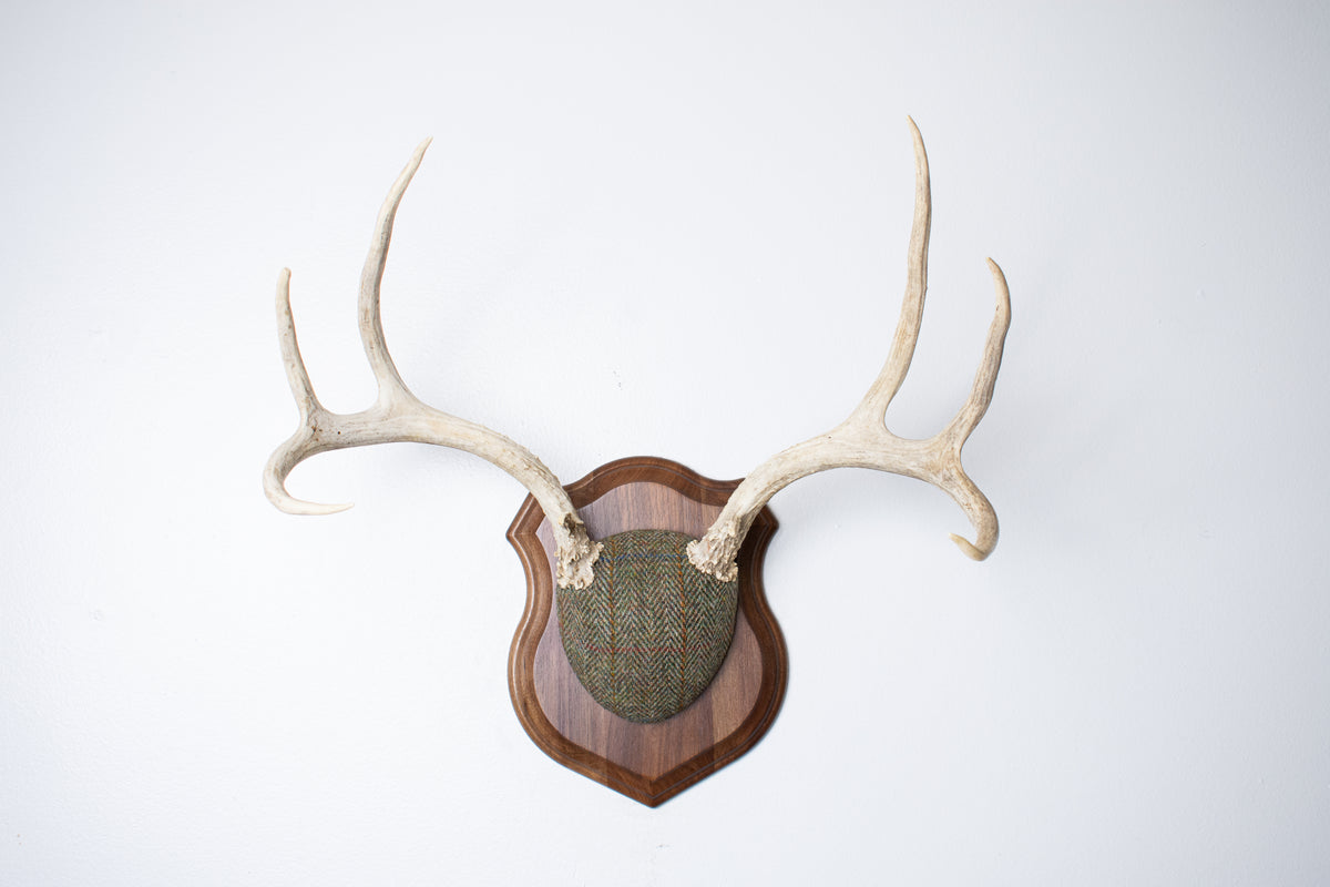 Mule Deer Antler Mount | Green Herringbone Tweed | 66