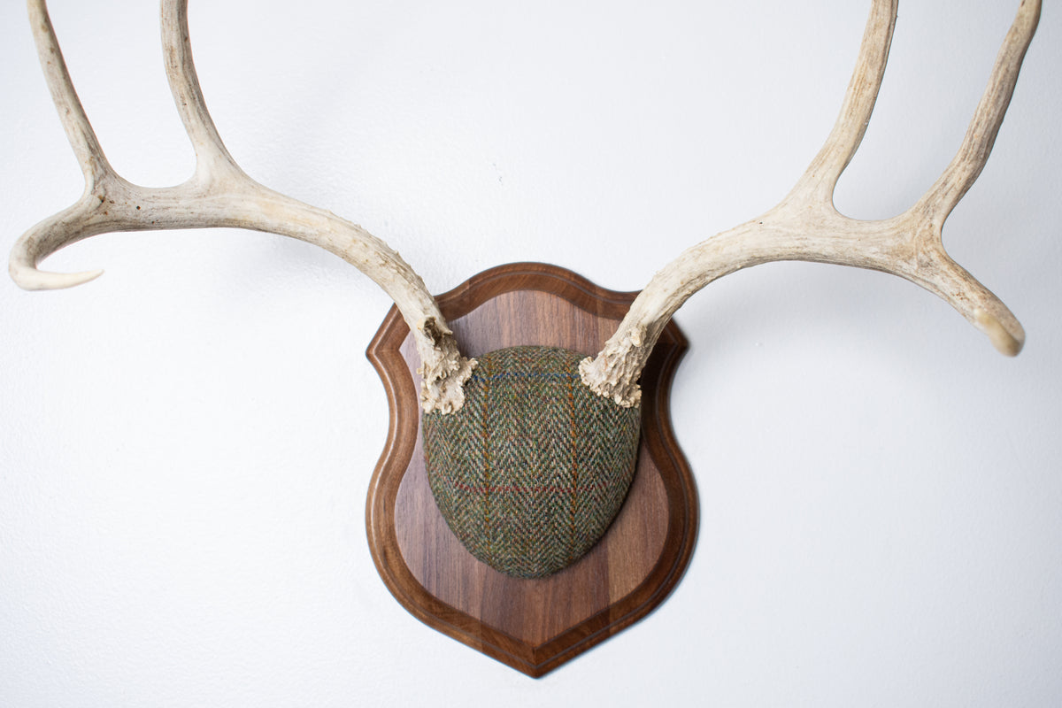 Mule Deer Antler Mount | Green Herringbone Tweed | 66