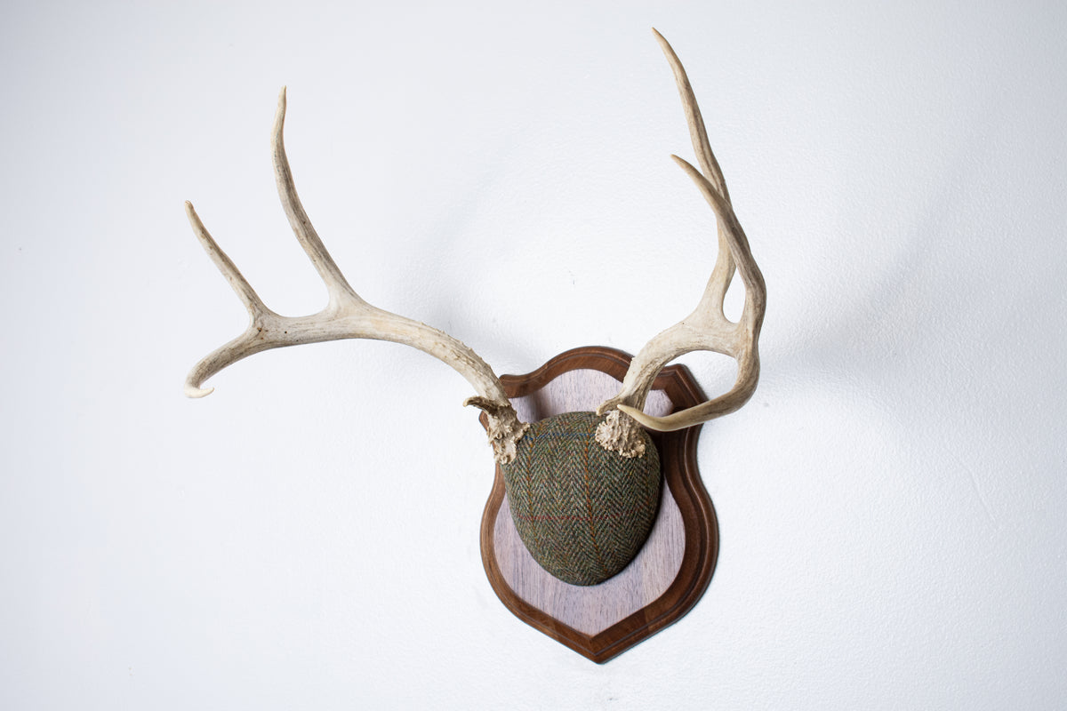 Mule Deer Antler Mount | Green Herringbone Tweed | 66