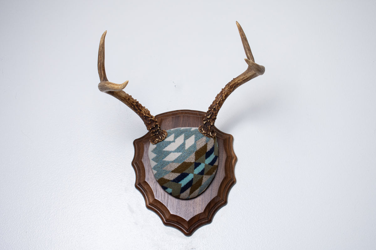 Mule Deer Antler Mount | Glacier | 24