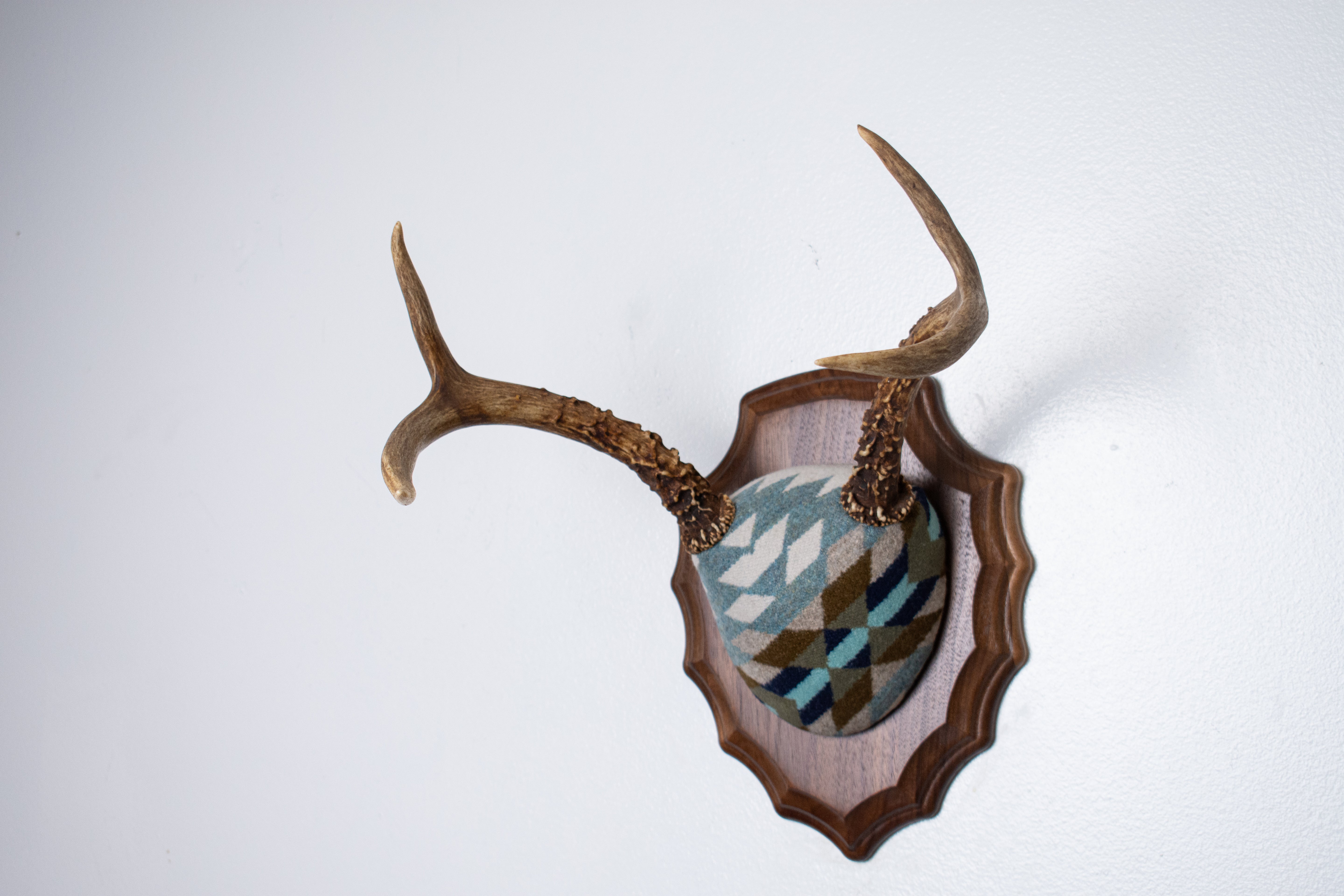 Mule Deer Antler Mount | Glacier | 24