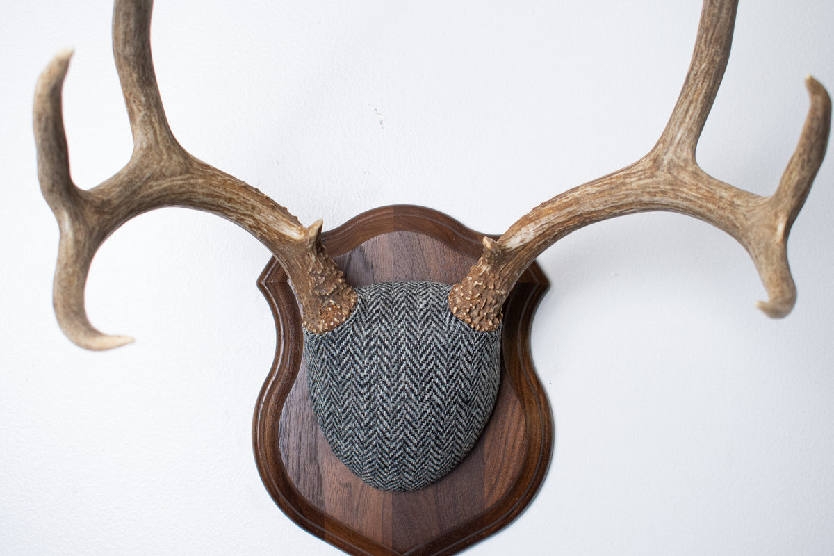 Mule Deer Antler Mount | Grey & Black Herringbone | 10