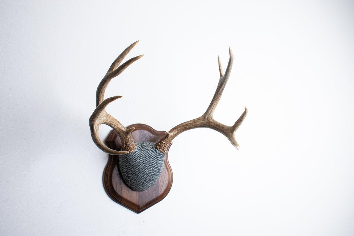 Mule Deer Antler Mount | Grey & Black Herringbone | 10