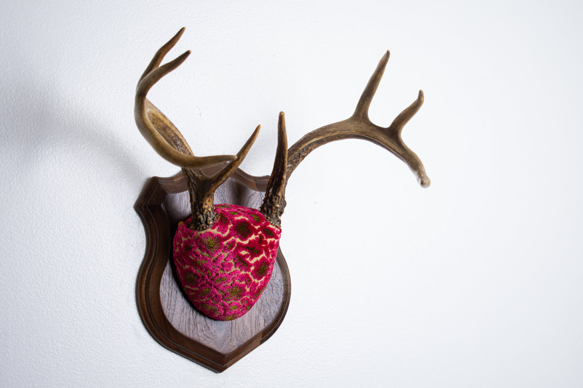 Whitetail Deer Antler Mount | Magenta & Olive | 08