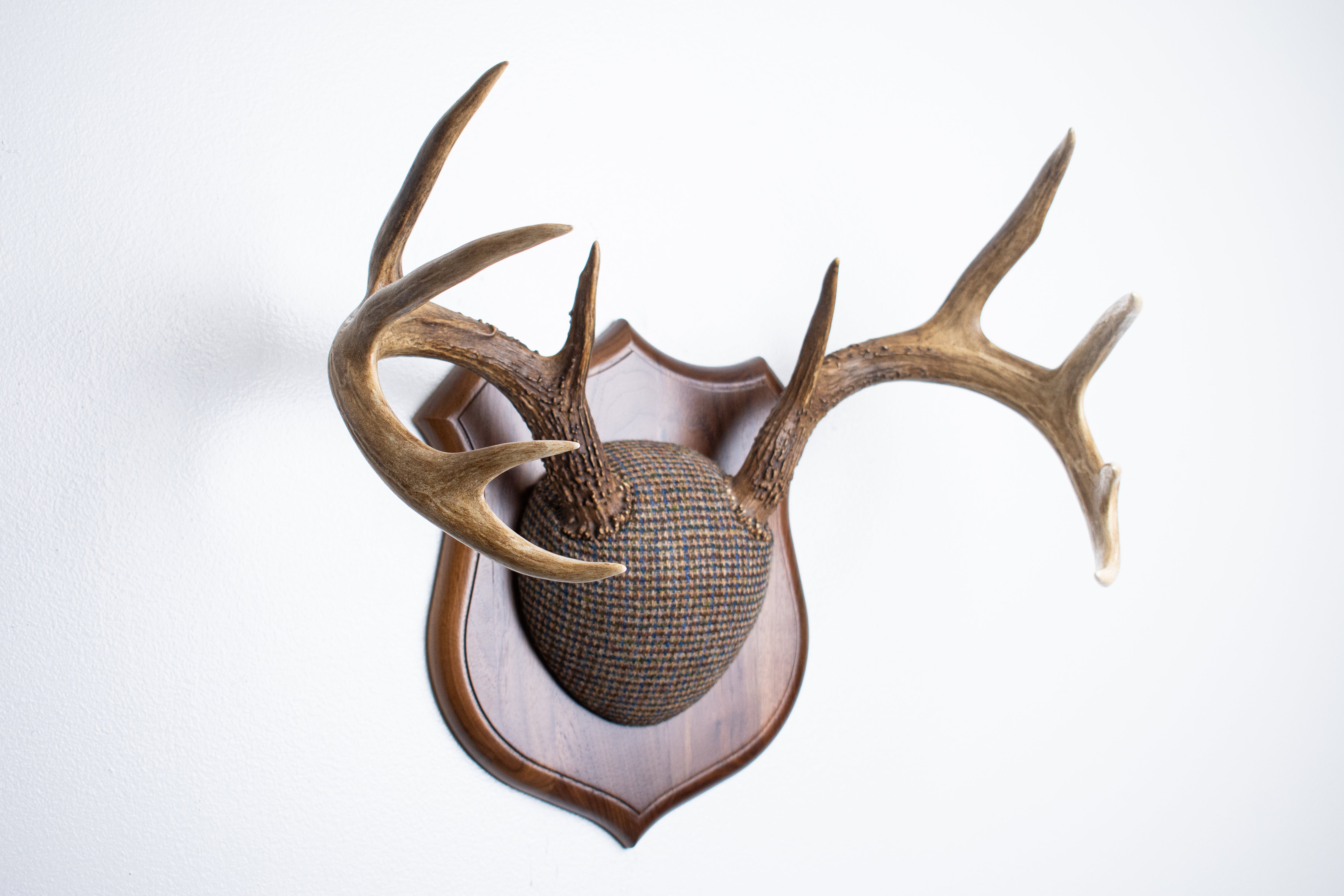Whitetail Deer Antler Mount | Multi-colored | 67