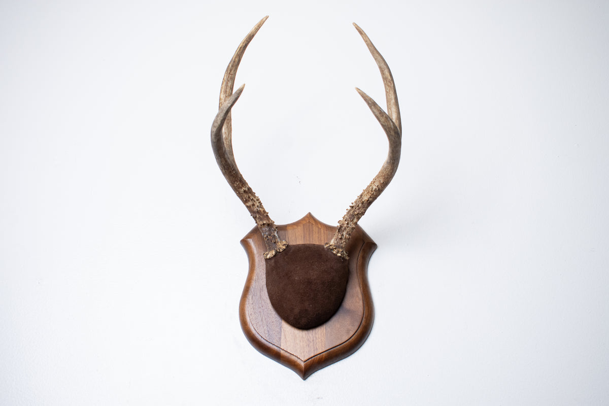 Mule Deer Antler Mount | Chocolate | 12