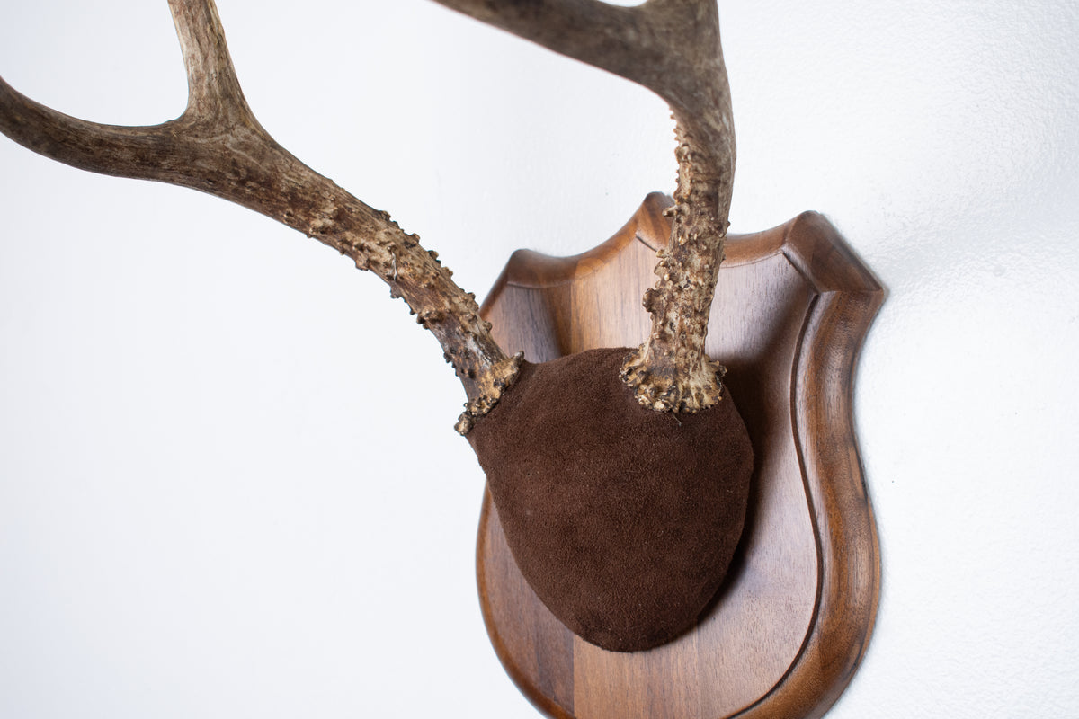 Mule Deer Antler Mount | Chocolate | 12