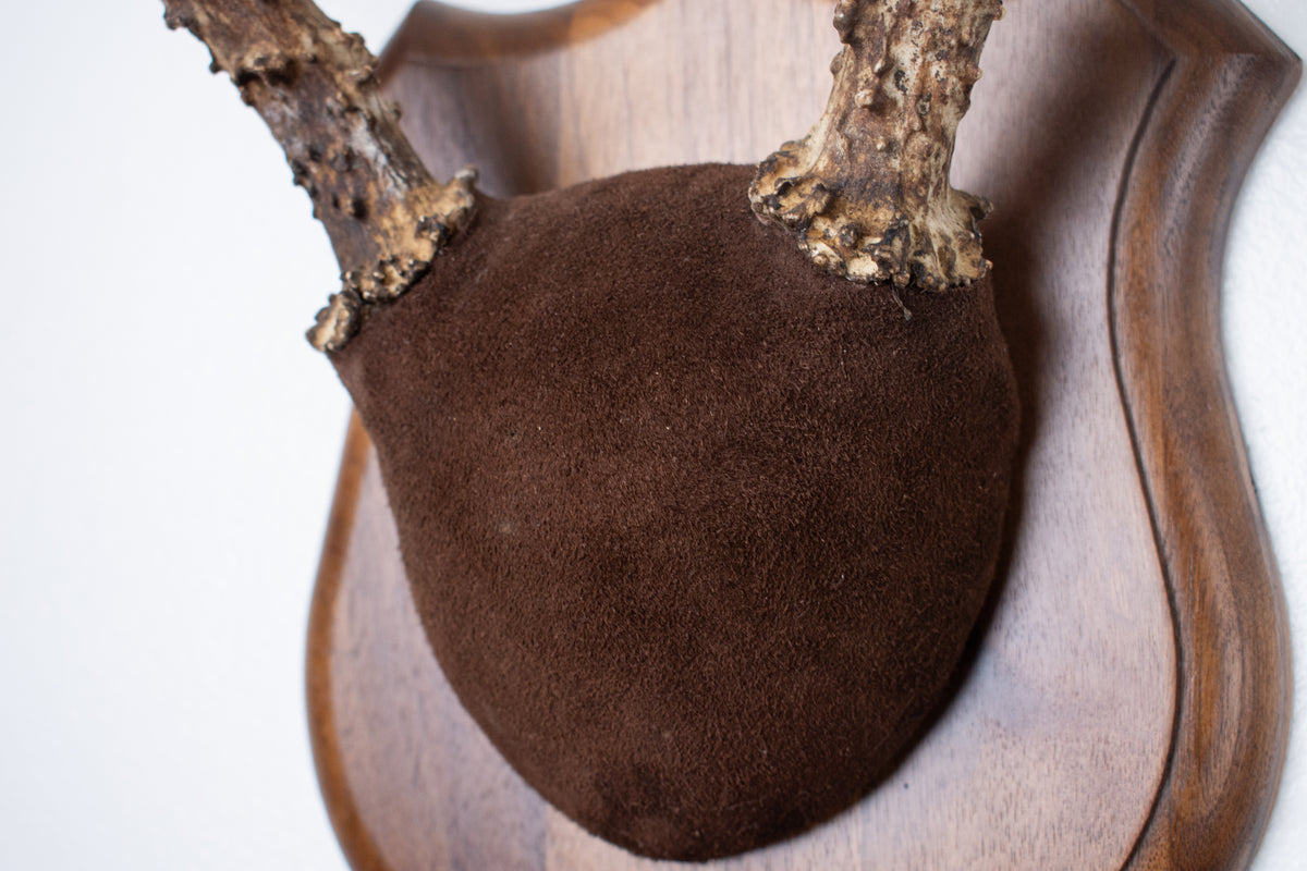 Mule Deer Antler Mount | Chocolate | 12