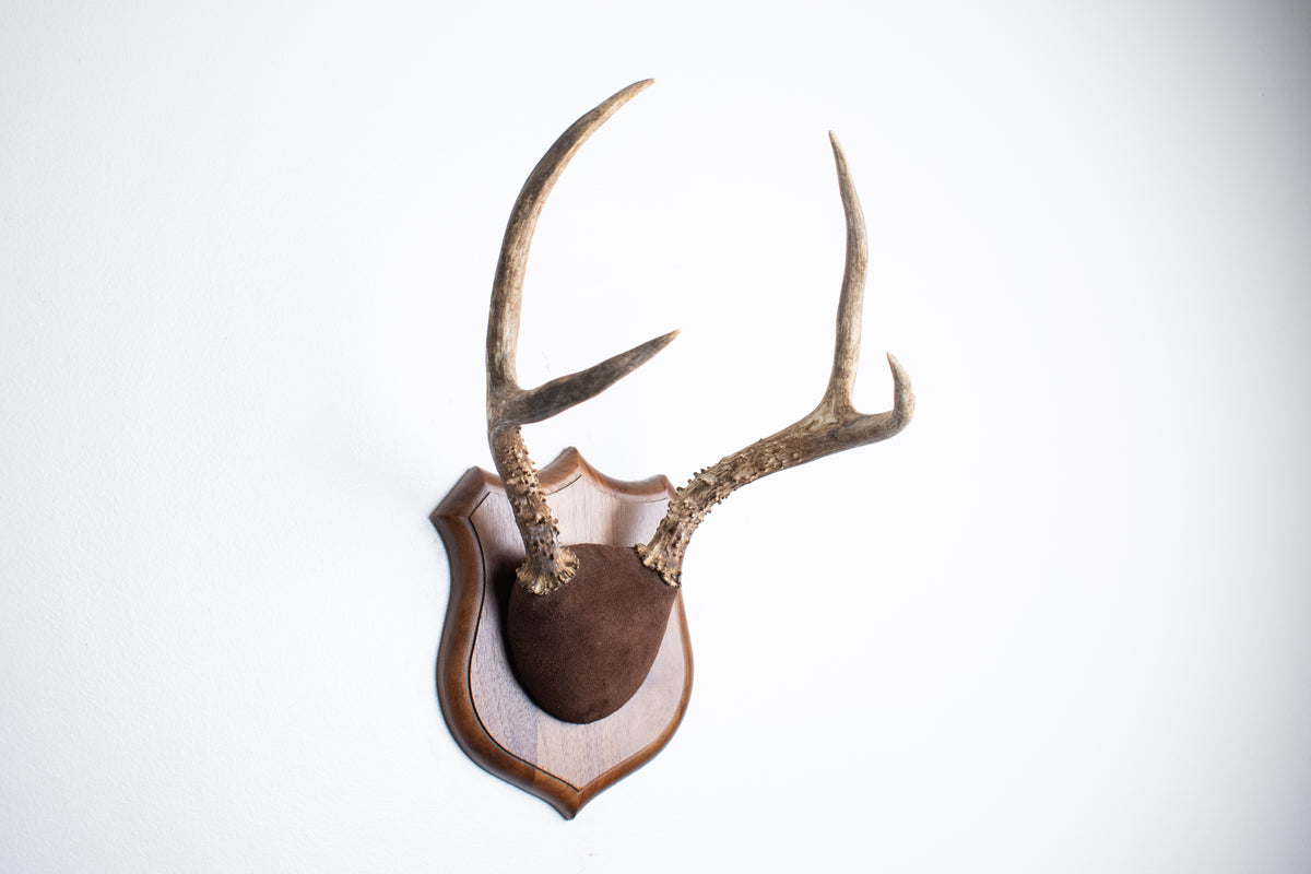 Mule Deer Antler Mount | Chocolate | 12