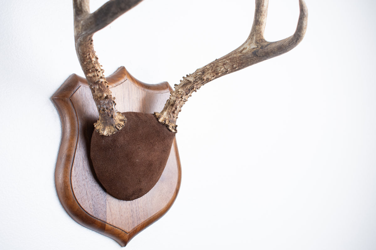 Mule Deer Antler Mount | Chocolate | 12