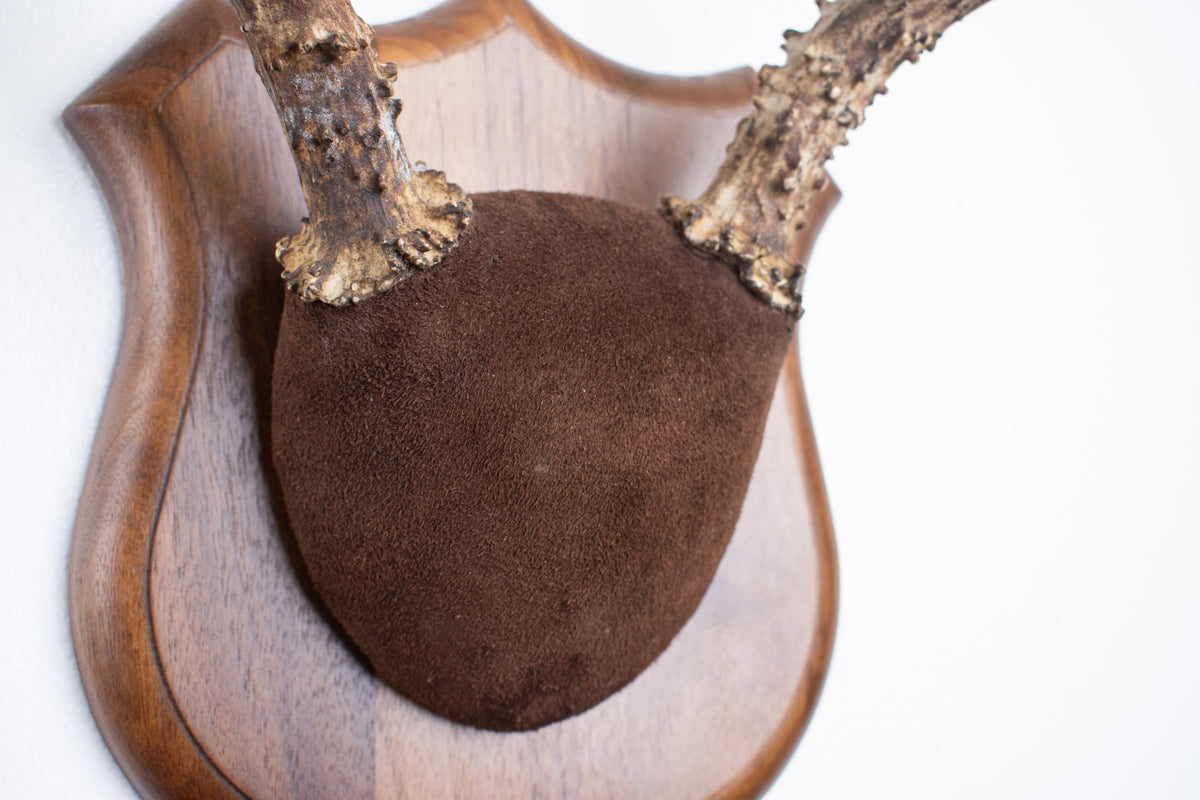 Mule Deer Antler Mount | Chocolate | 12