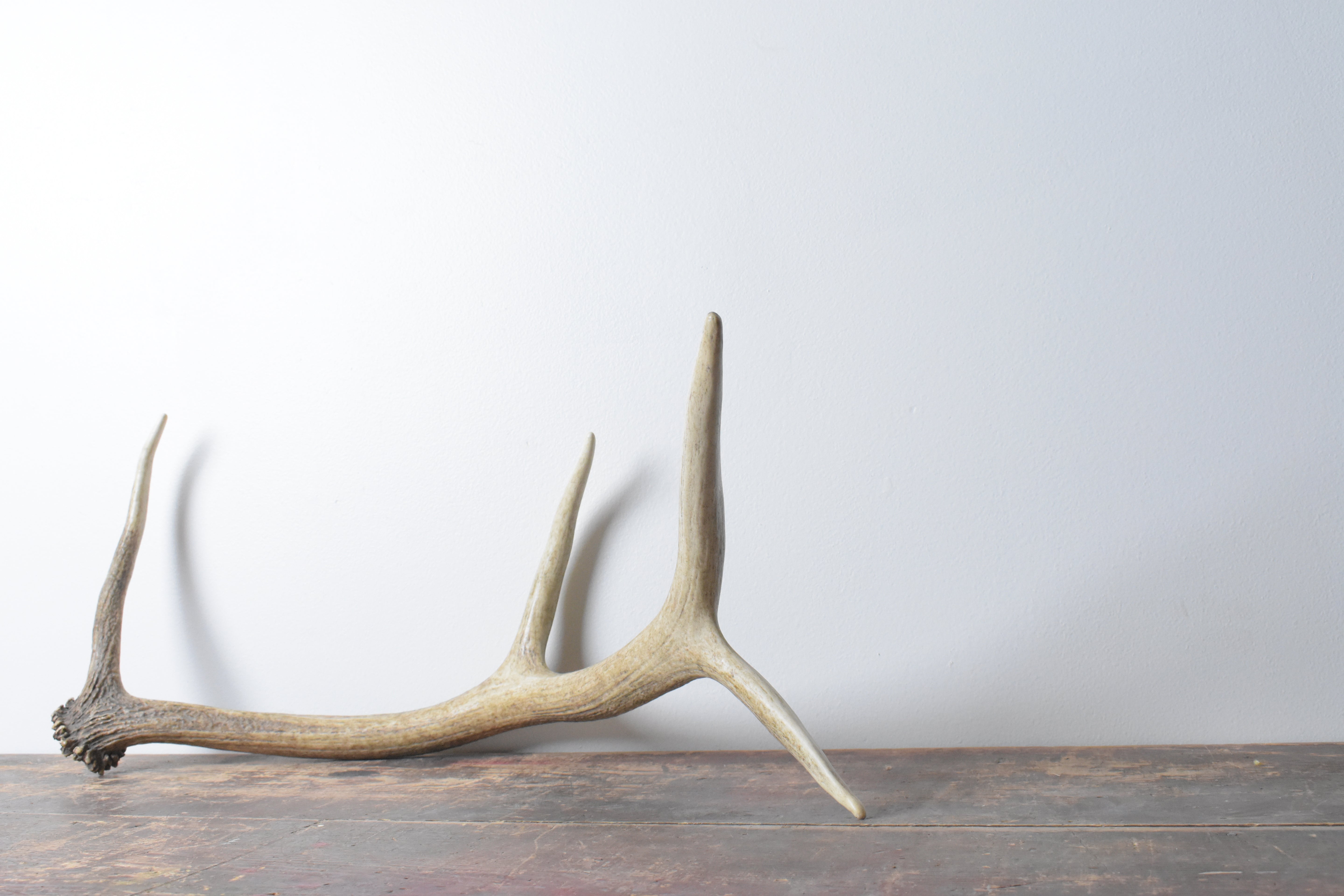 Elk Antler | Medium Size | 56
