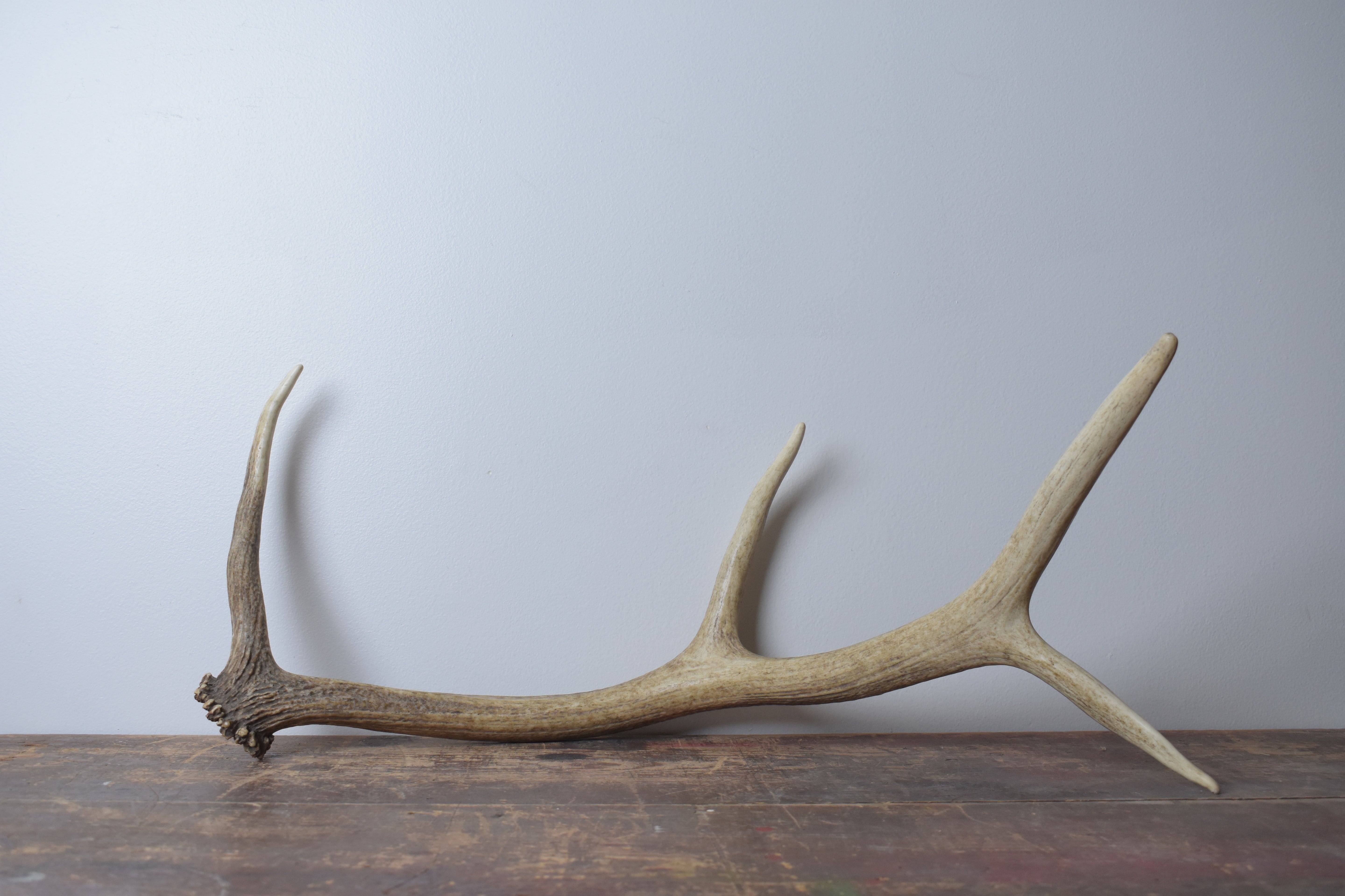 Elk Antler | 56