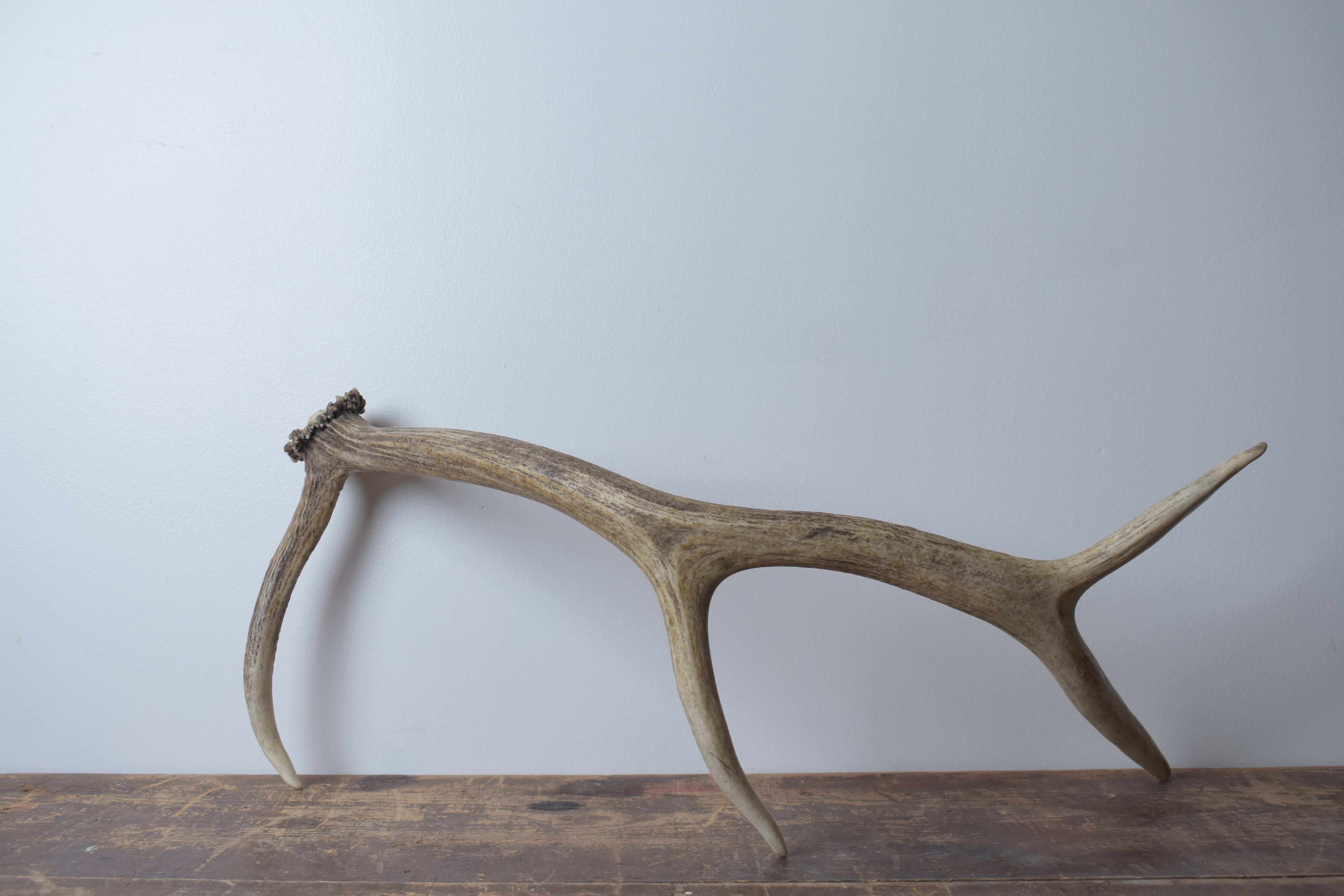 Elk Antler | Medium Size | 56