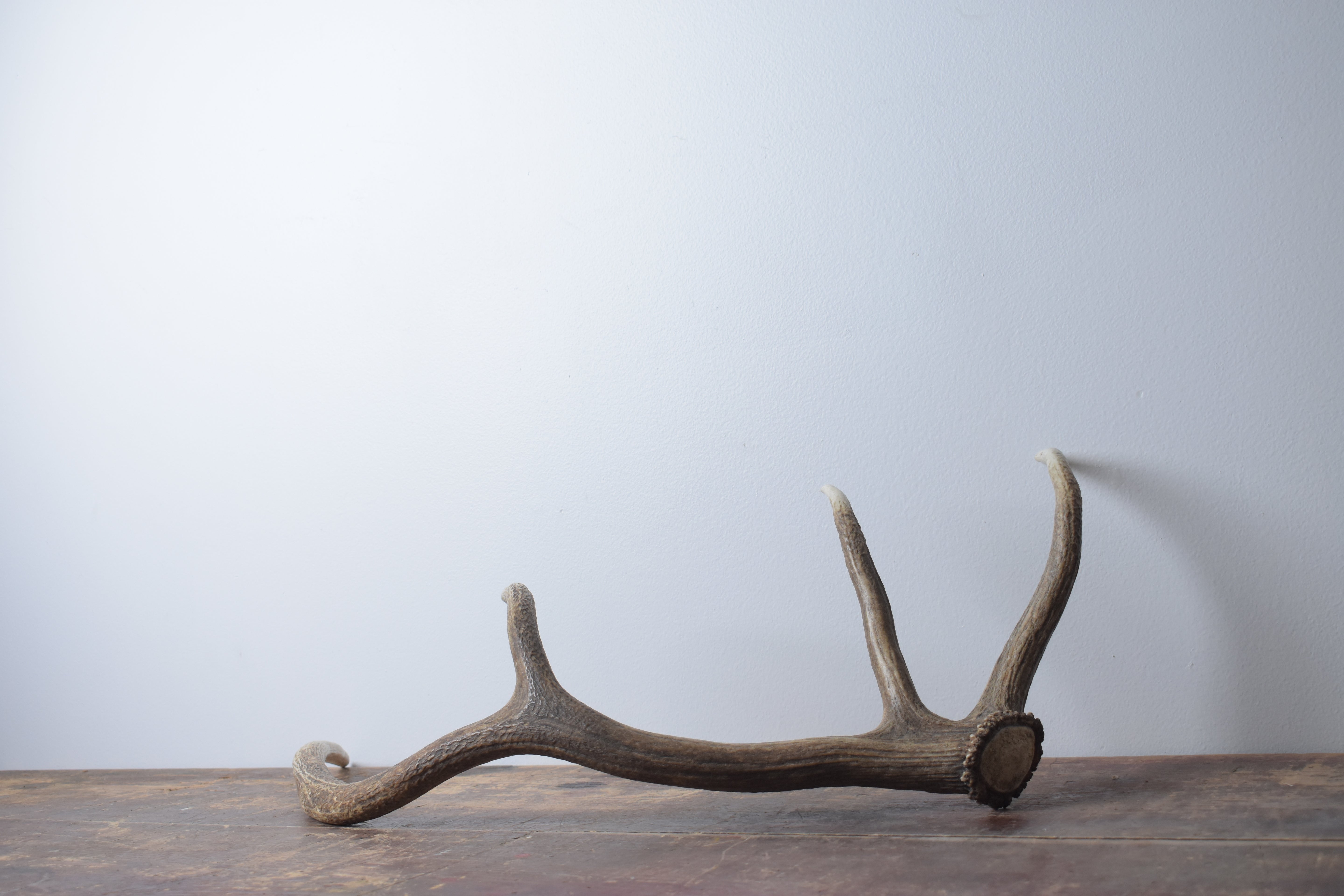 Elk Antler | Medium Size | 58
