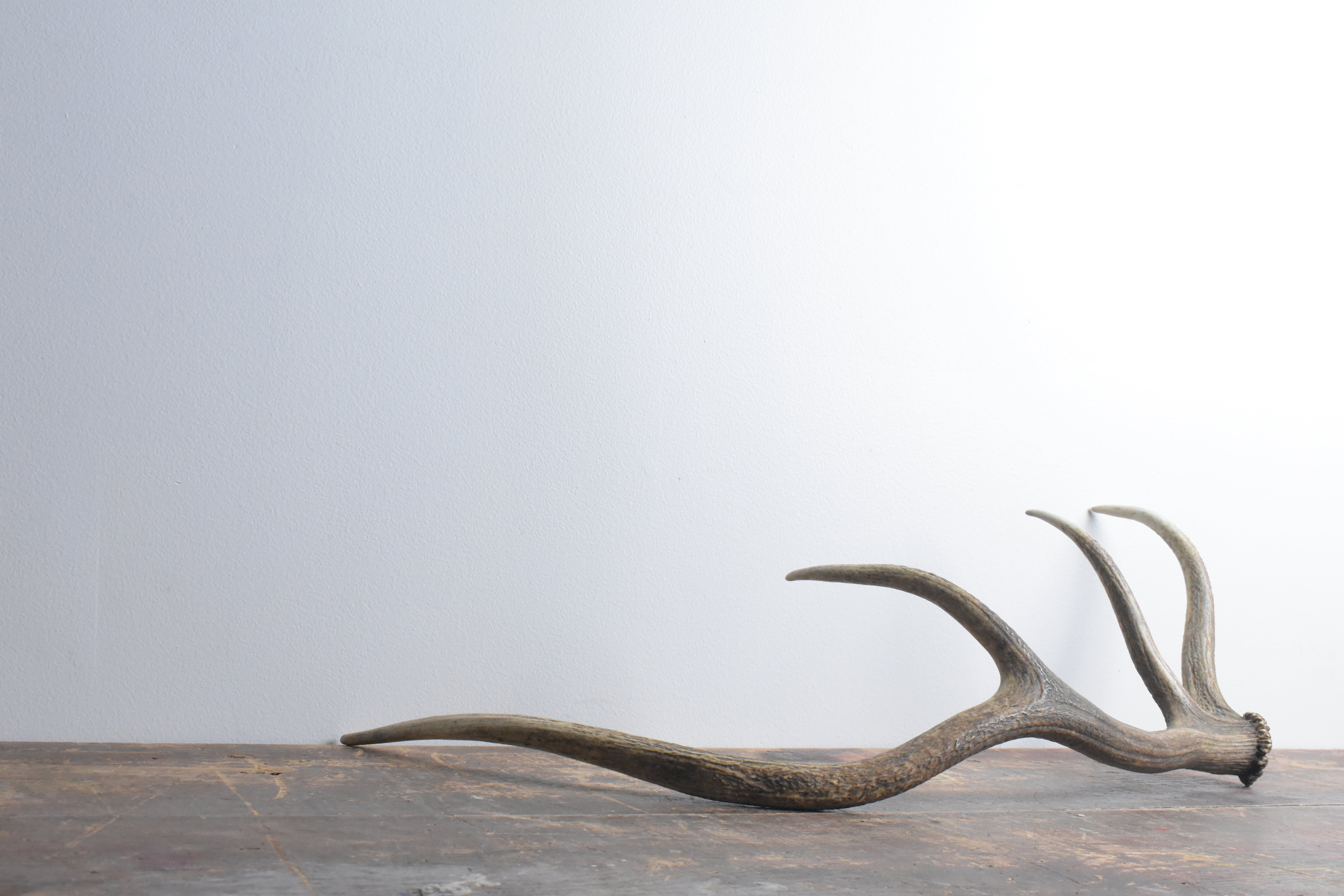 Elk Antler | Medium Size | 58