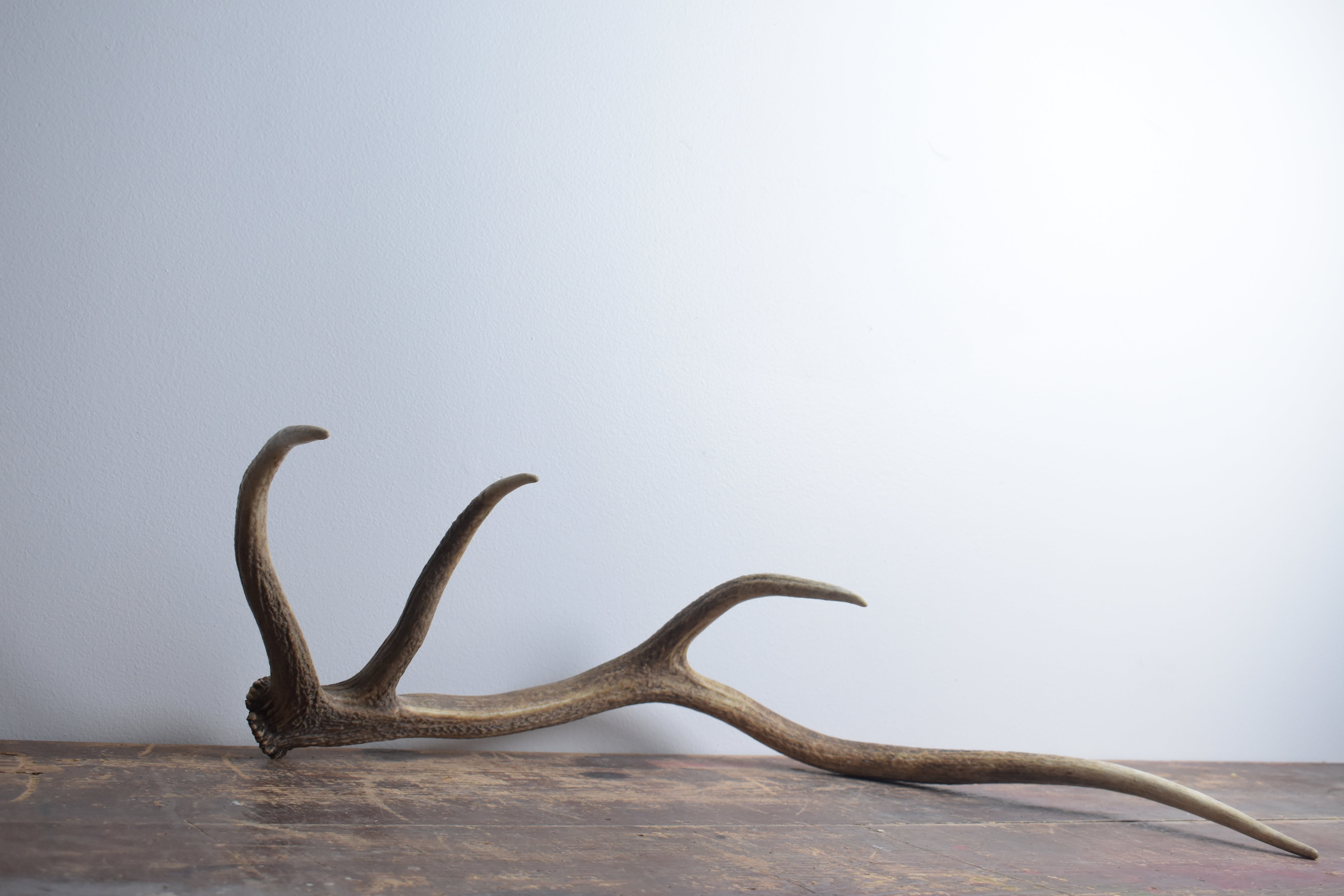 Elk Antler | Medium Size | 58