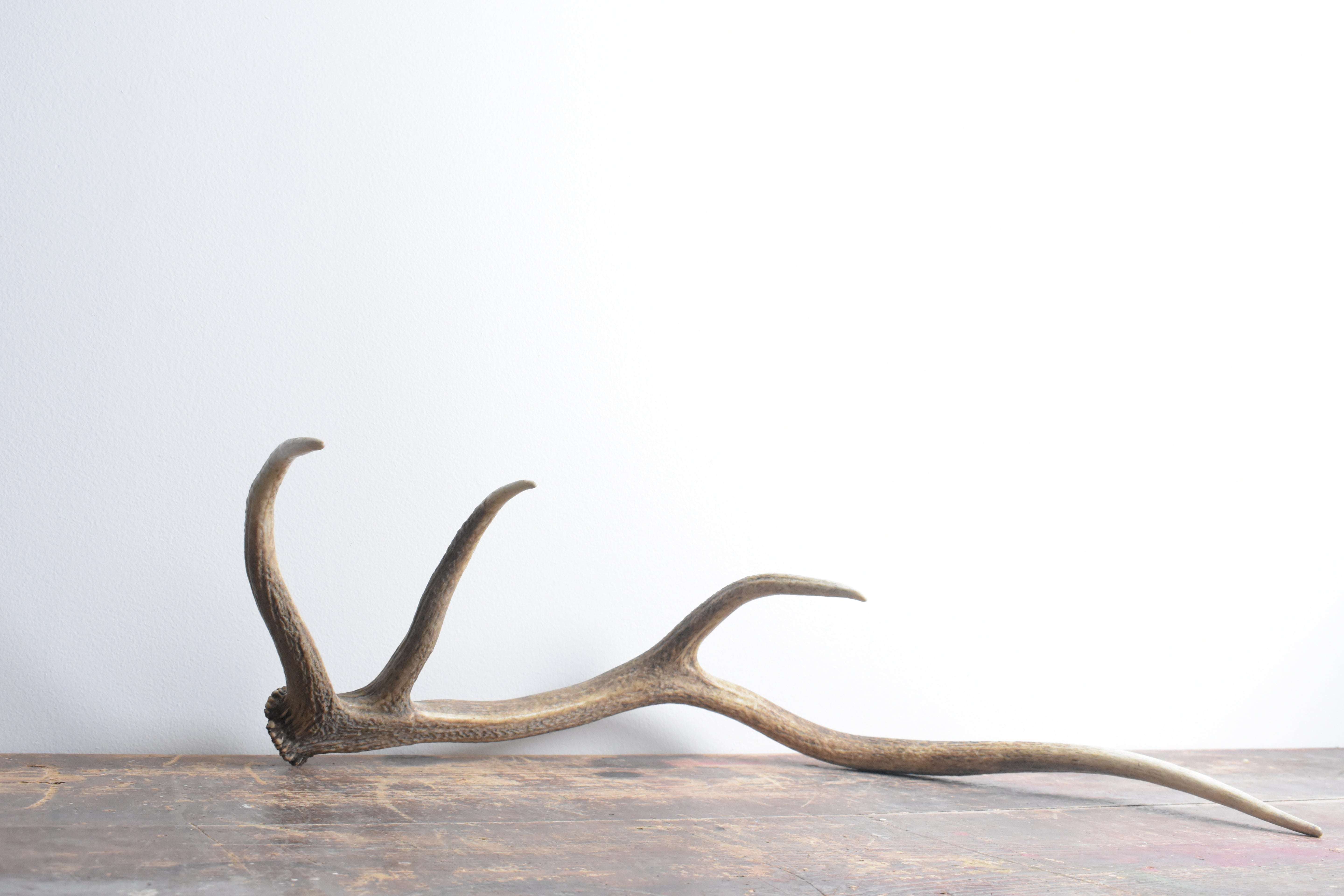 Elk Antler | 58