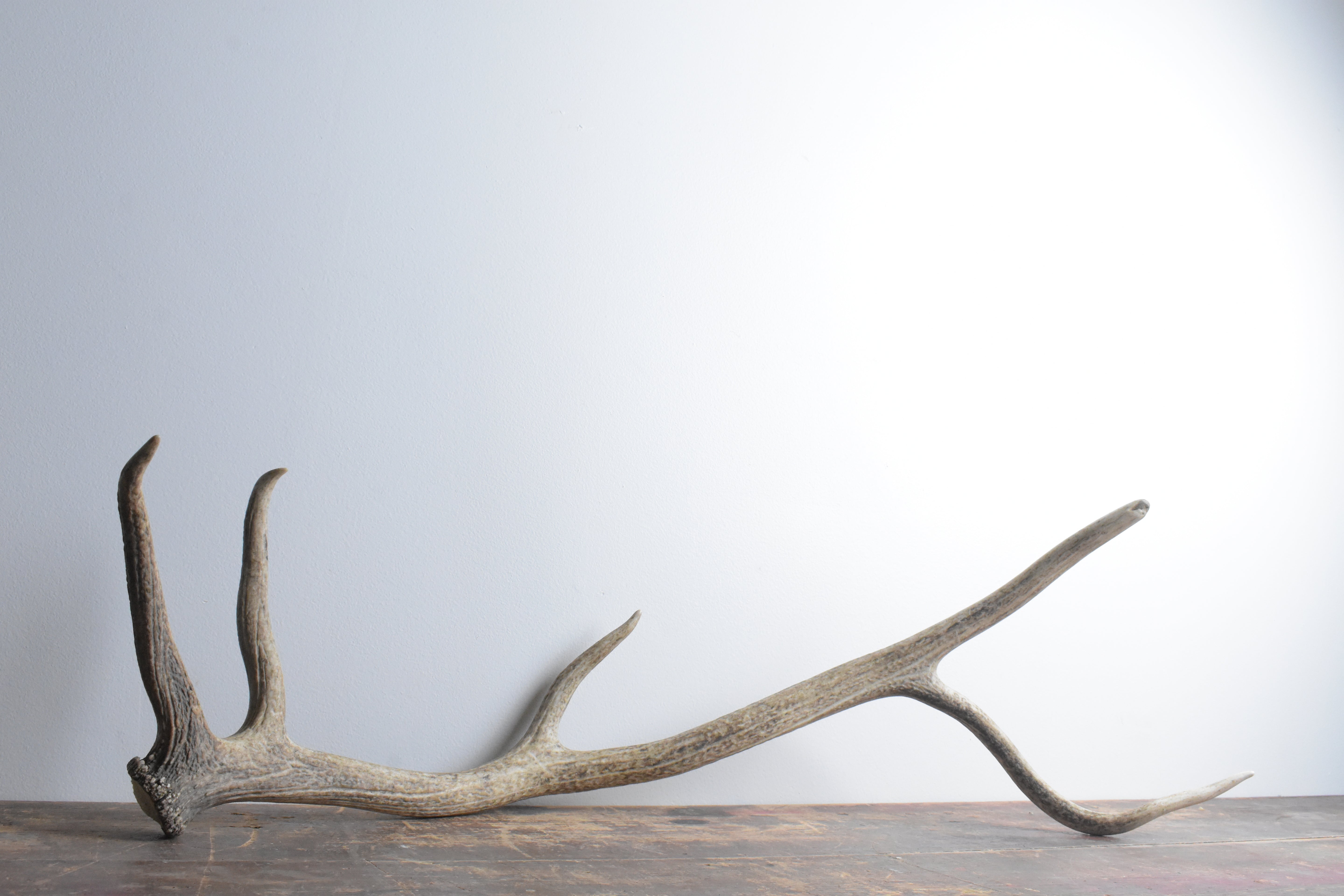 Elk Antler | Large Size | 59