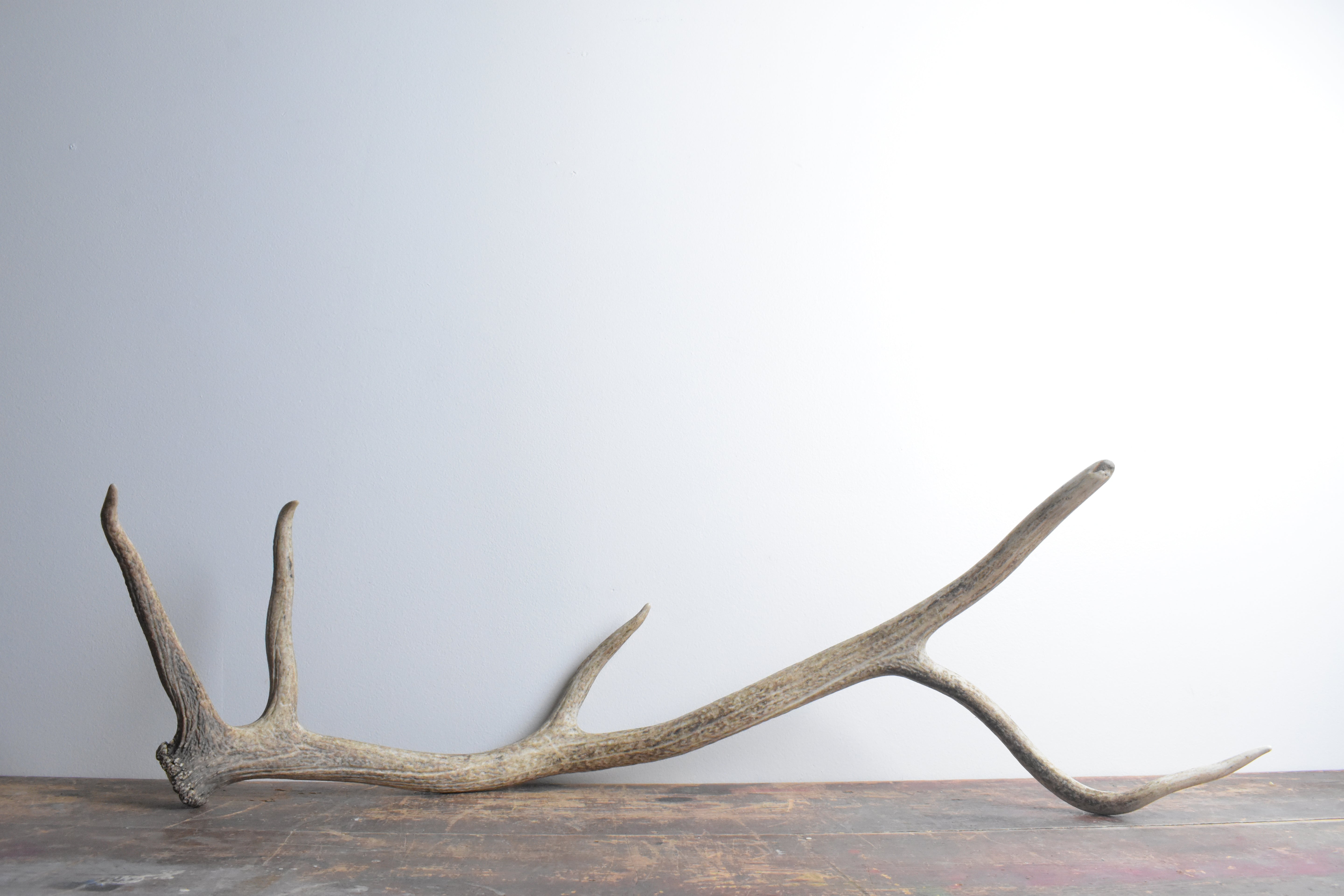 Elk Antler | 59